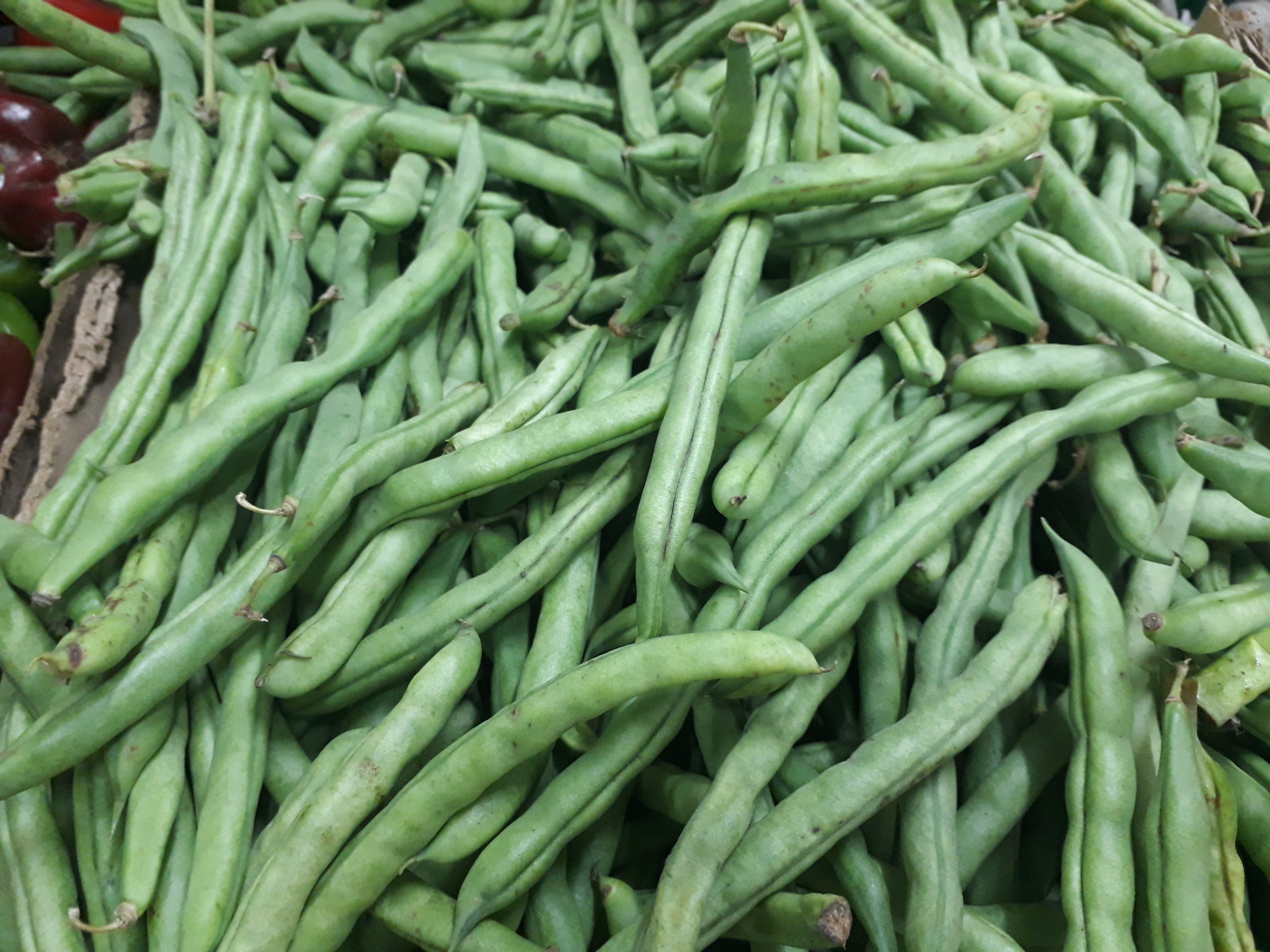 Habichuela