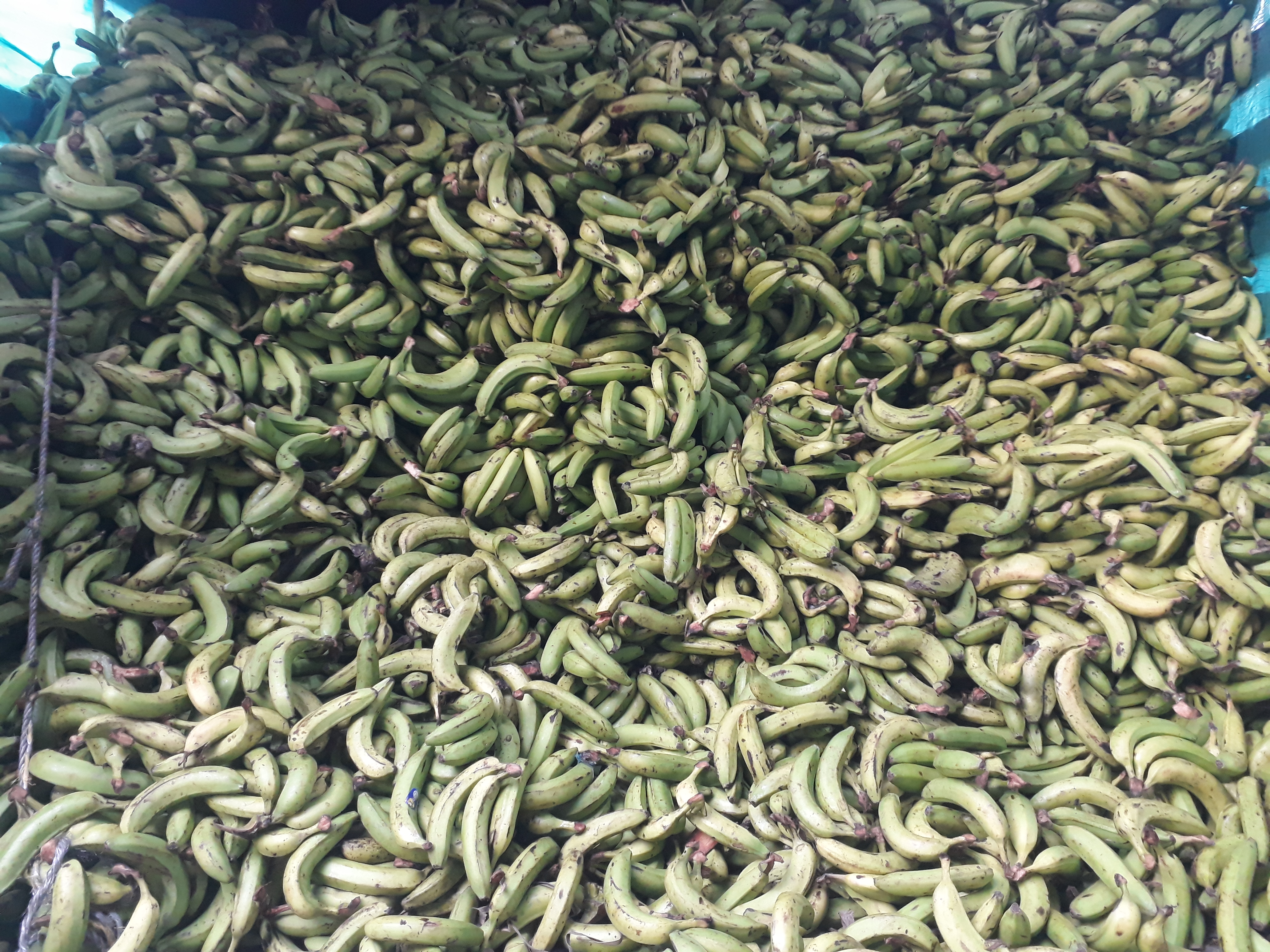 Banano verde