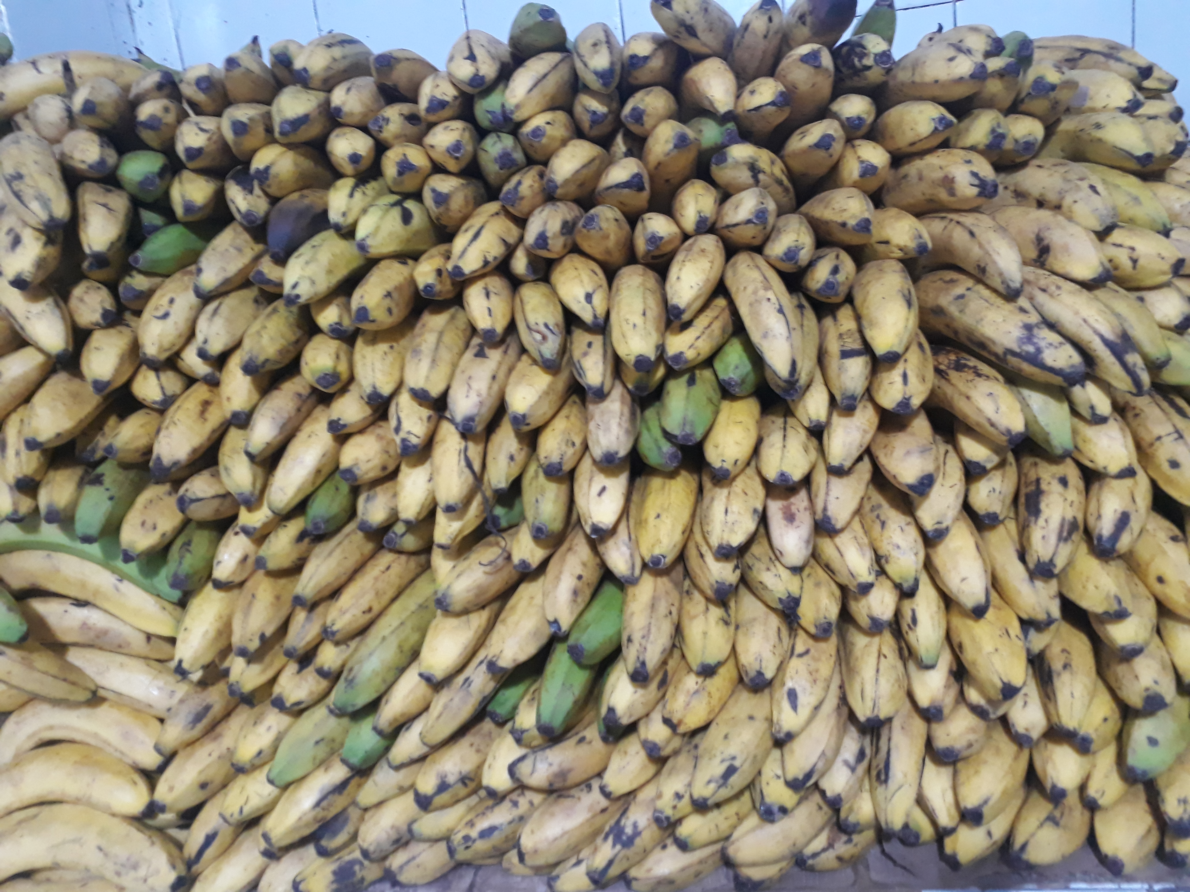 Banano maduro