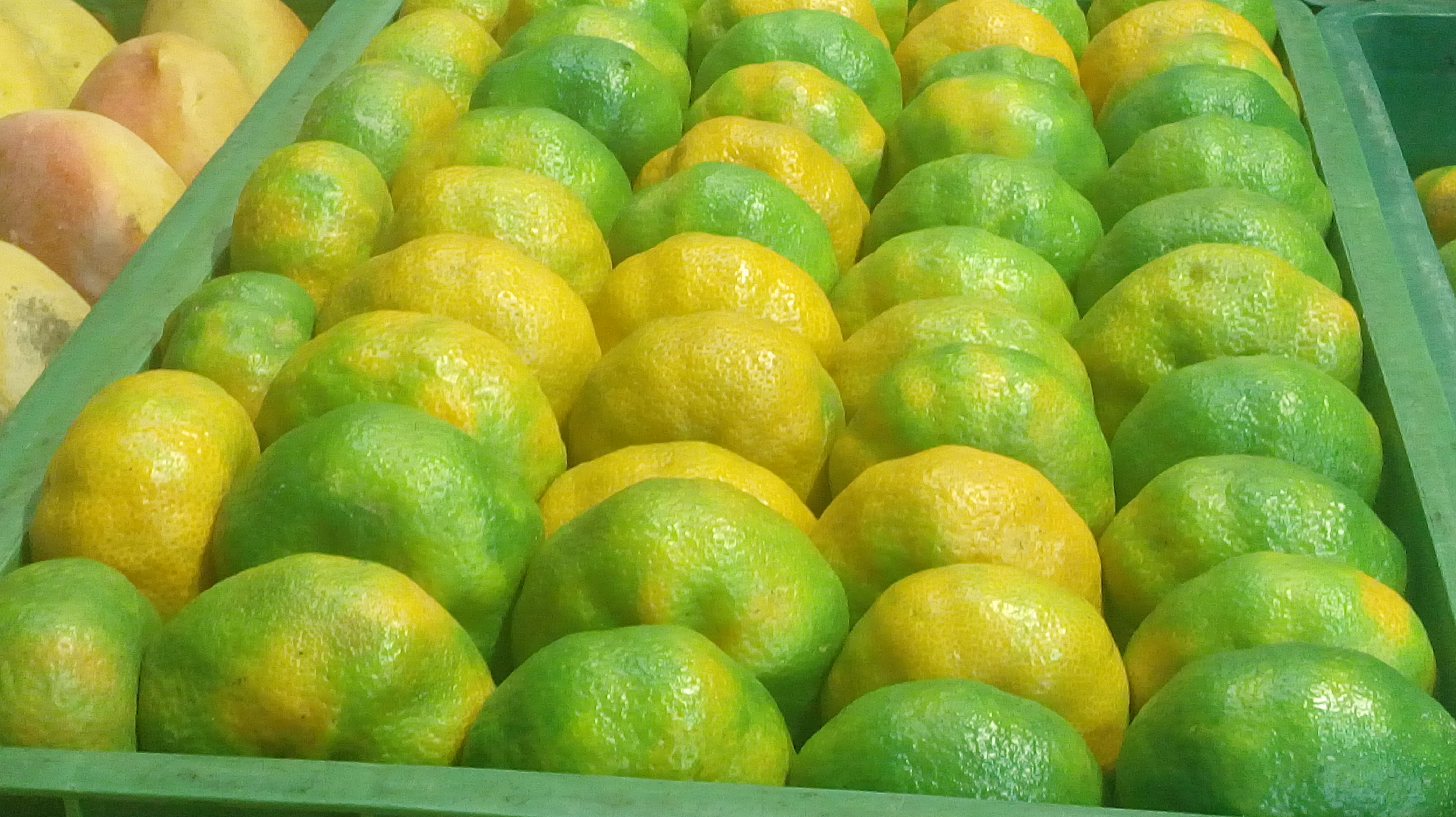 Mandarina