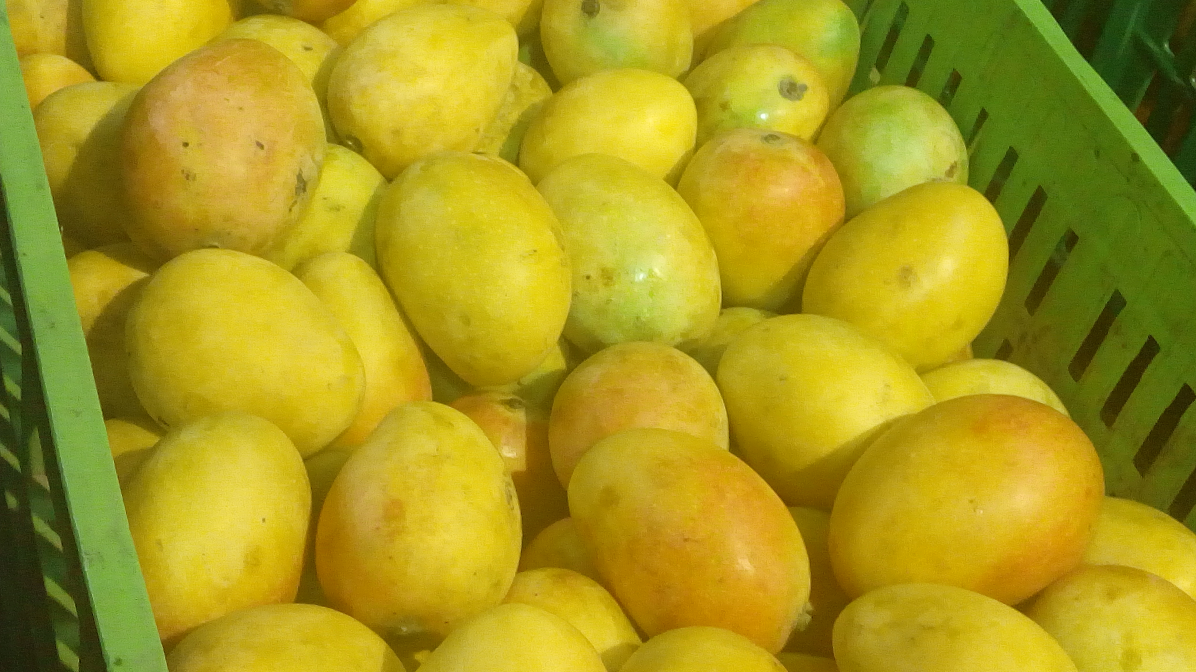 Mango
