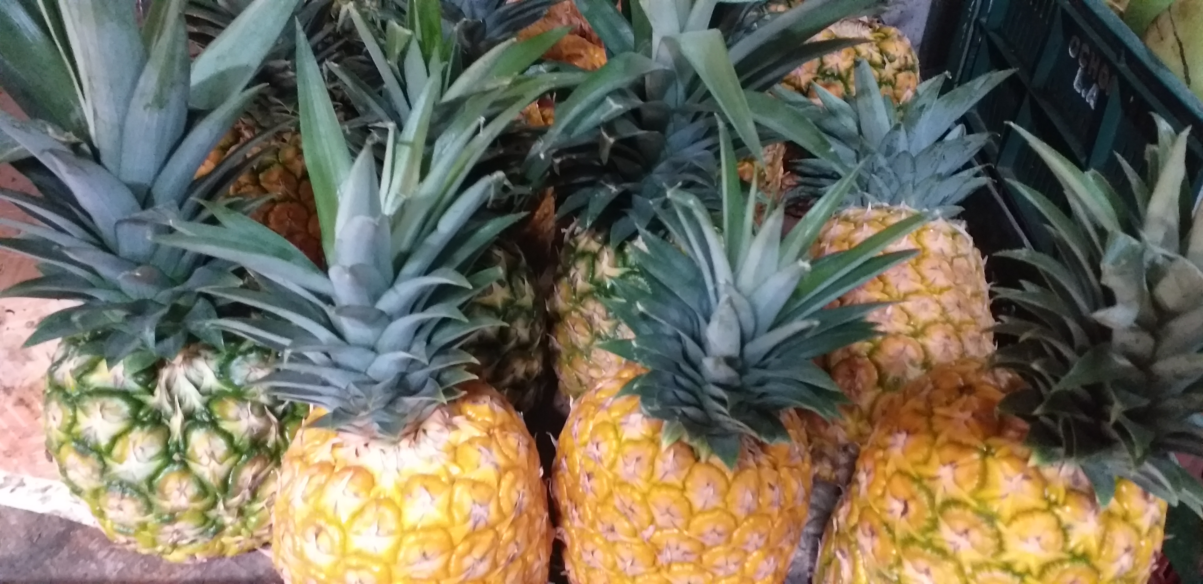 Piña oromiel