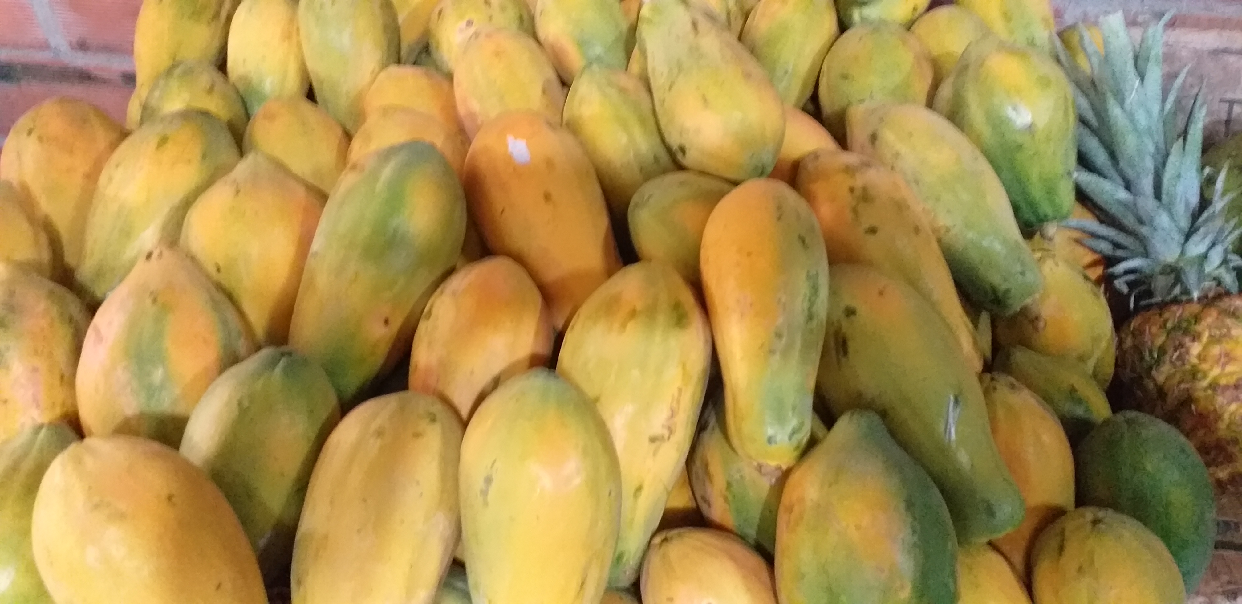 Papaya tainung