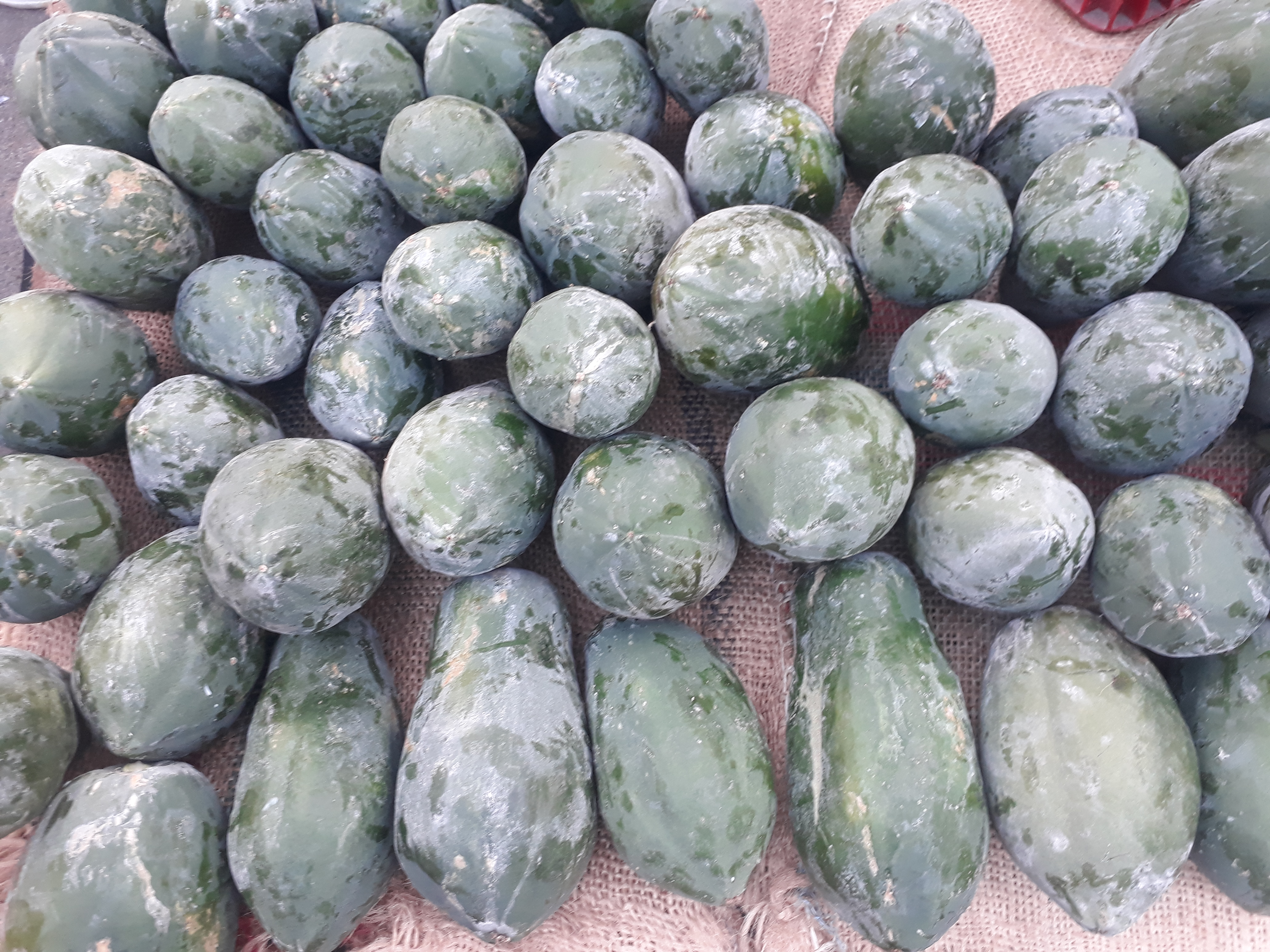 Papaya biche