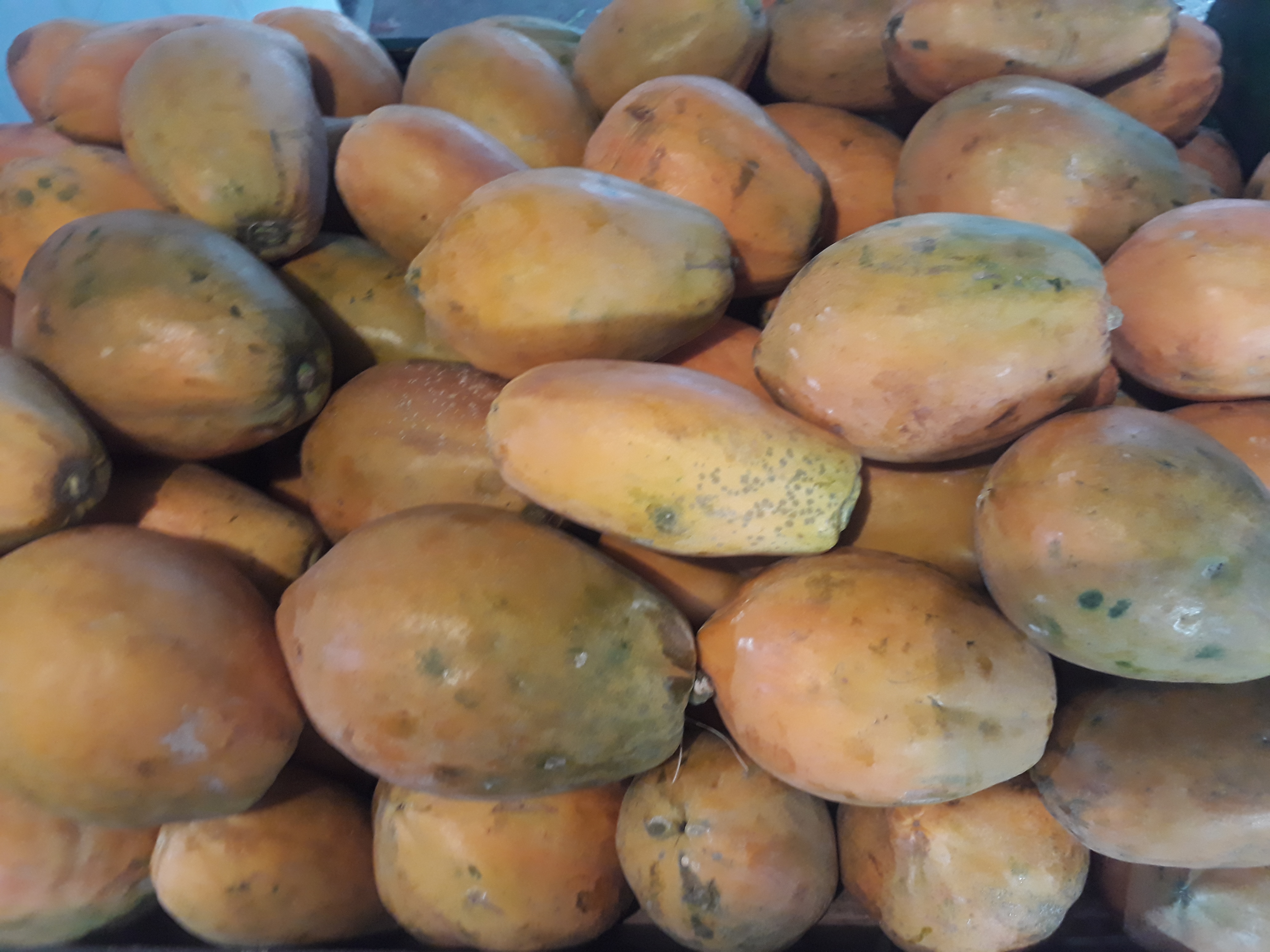 Papaya madura