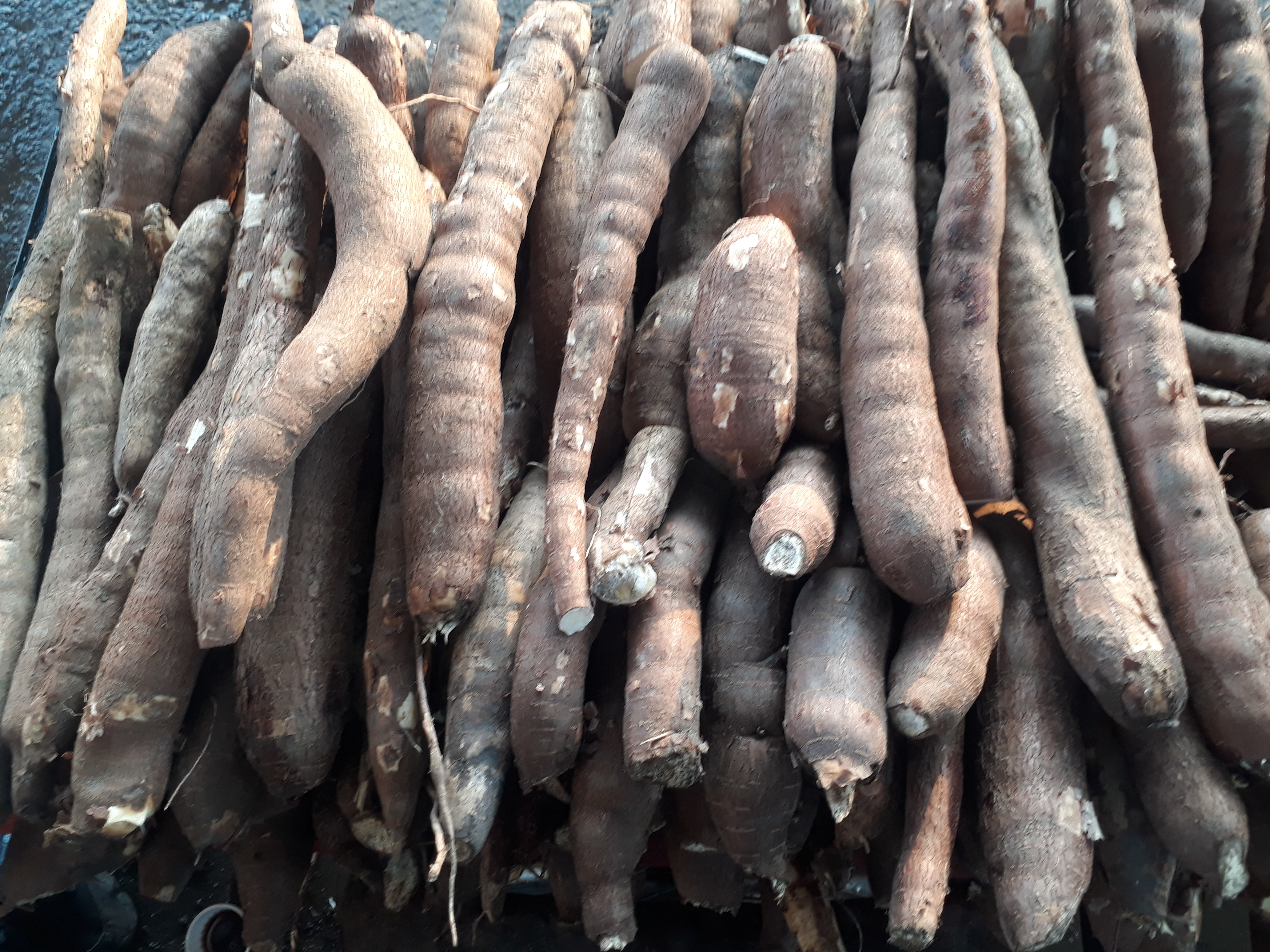 Yuca