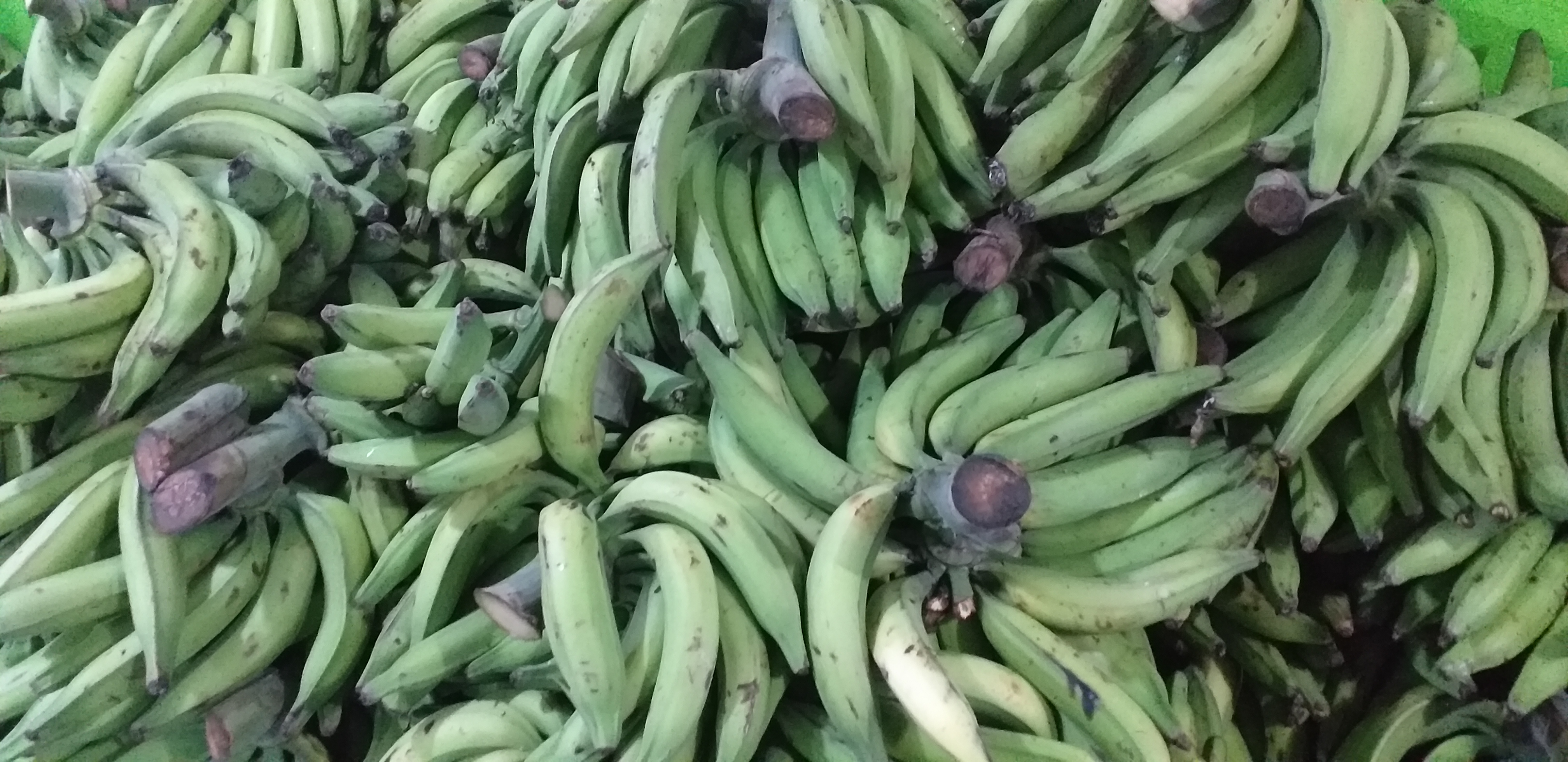 Platano verde