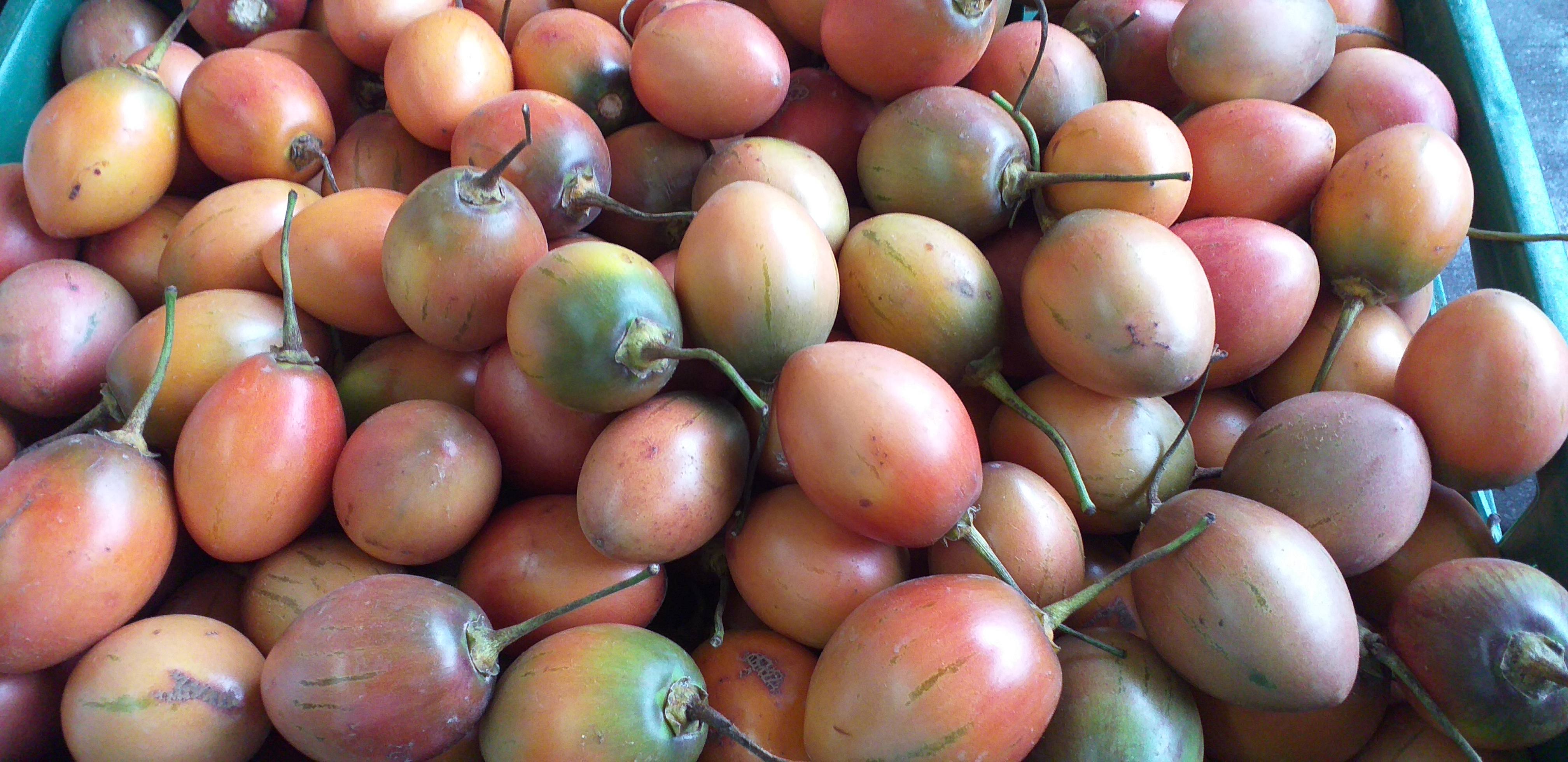 Tomate de arbol