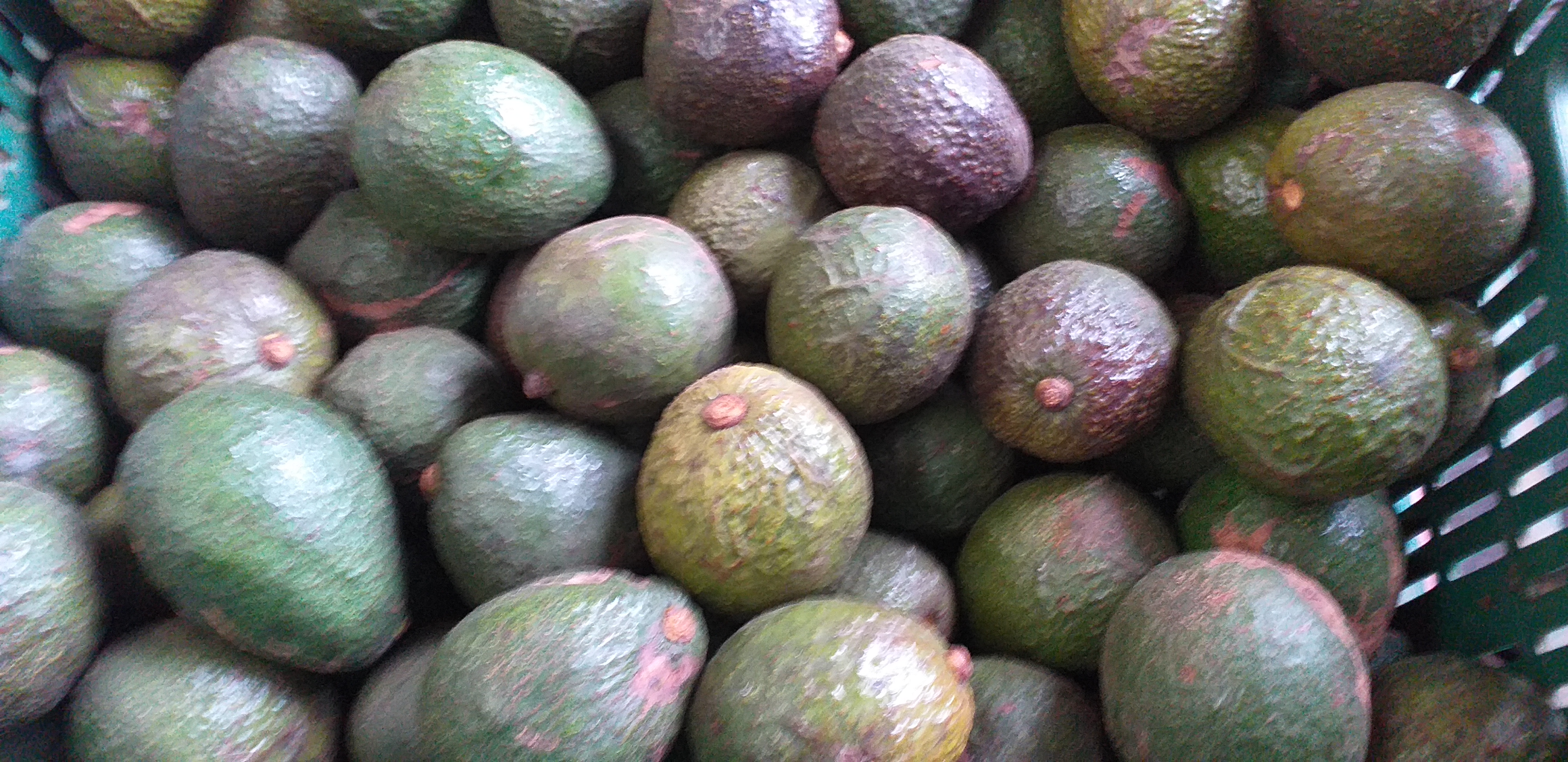 Aguacate hass