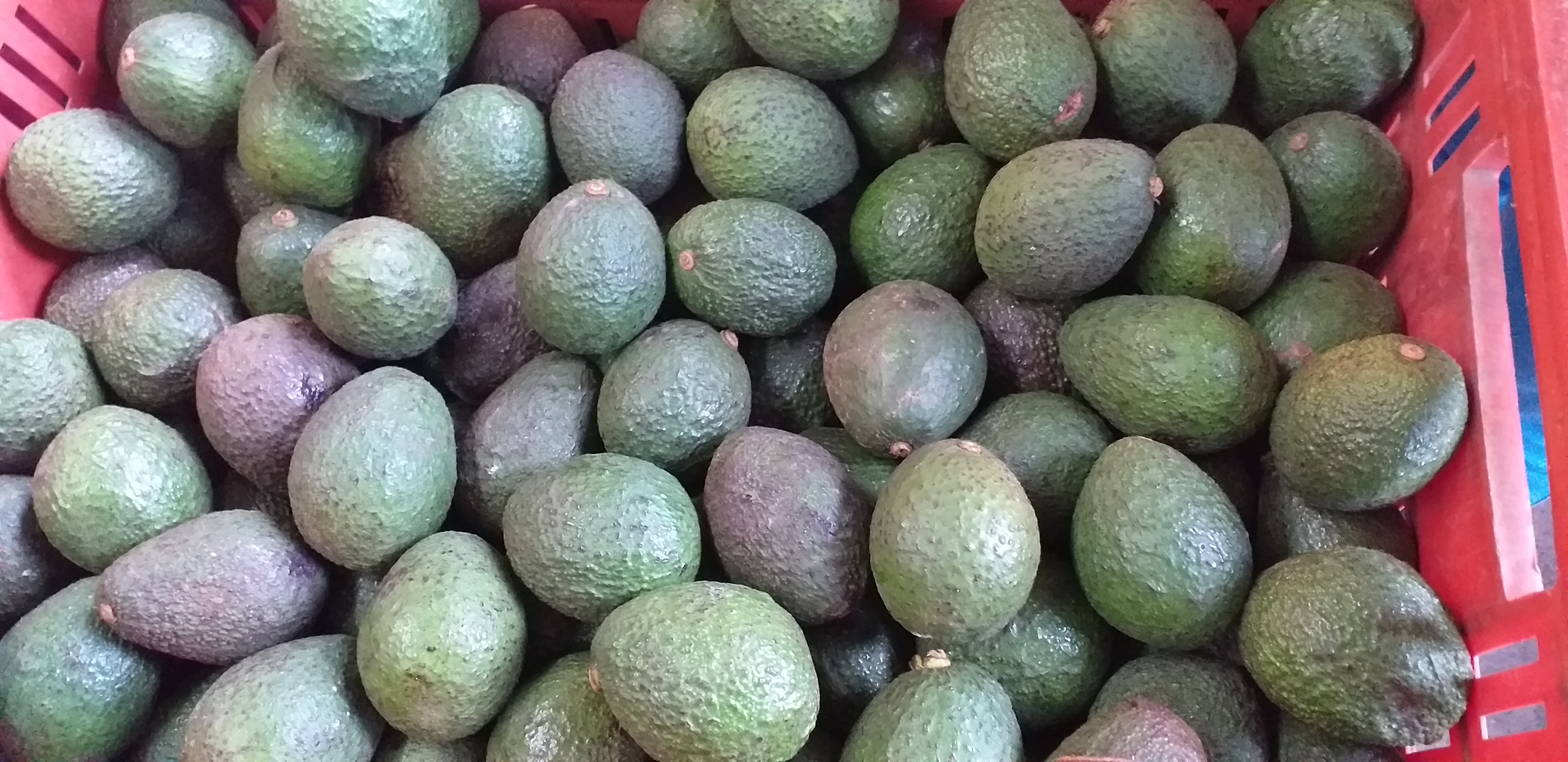 Aguacate hass parejo
