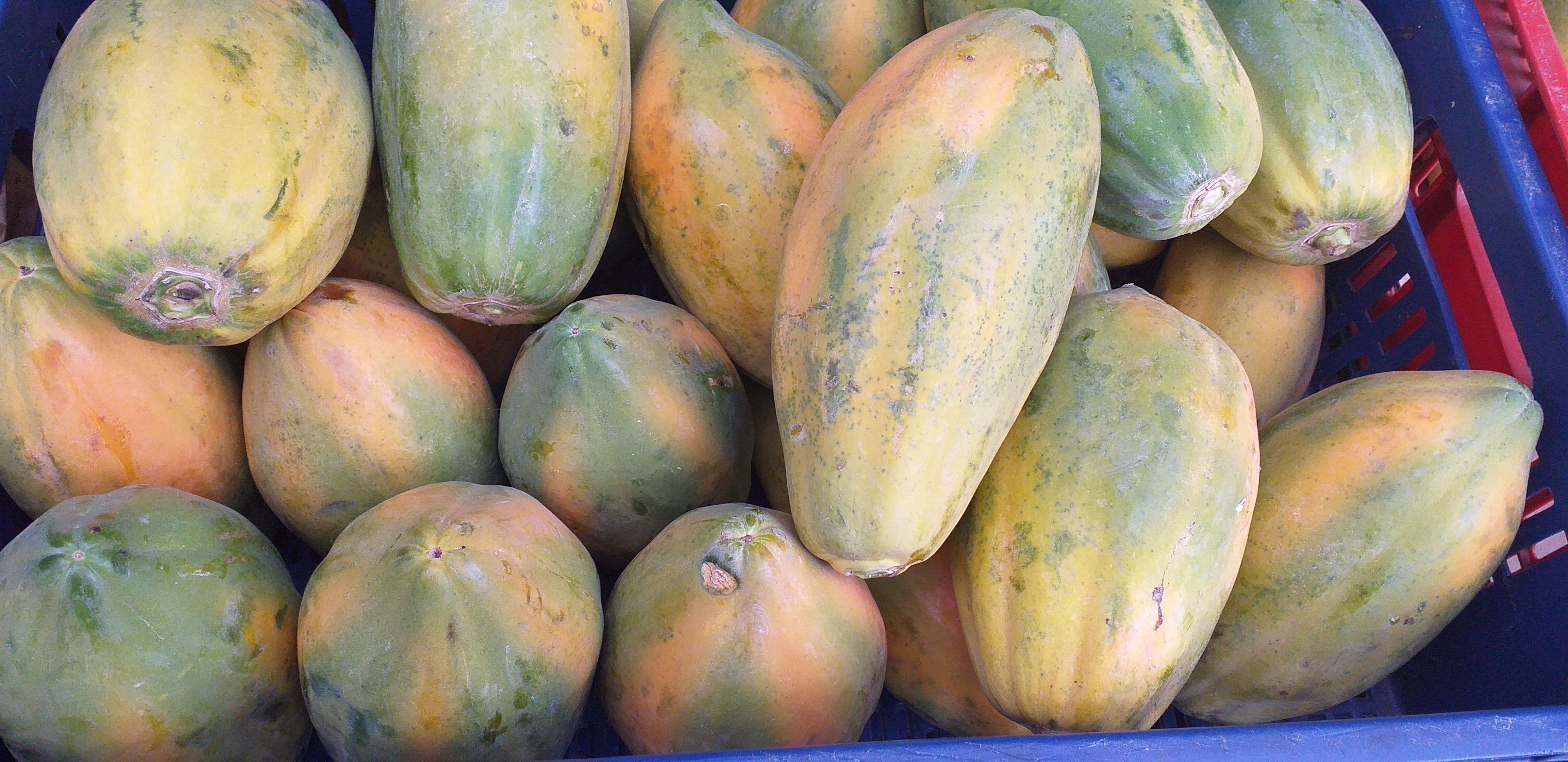 Papaya costeña