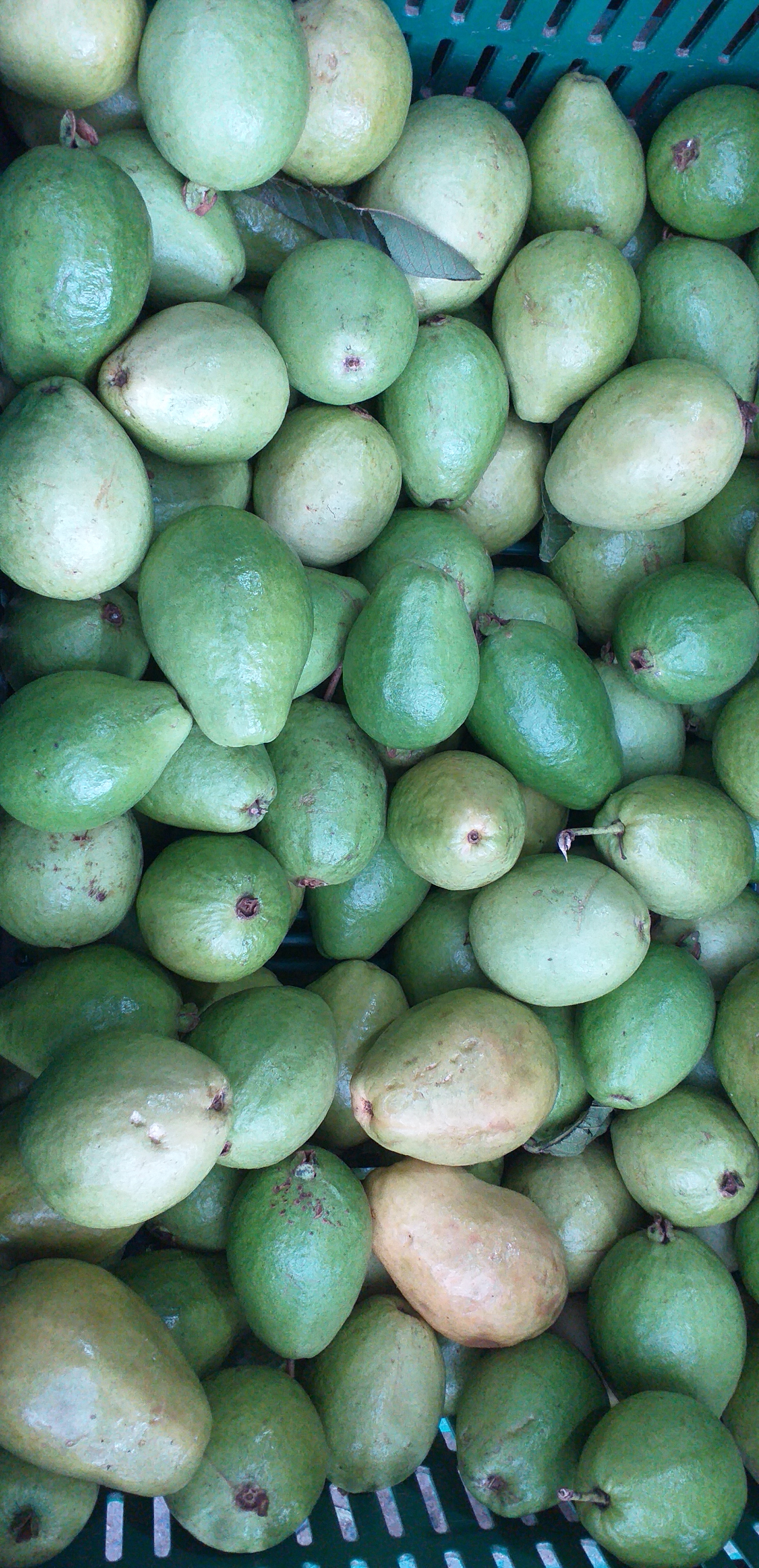 Guayaba pera