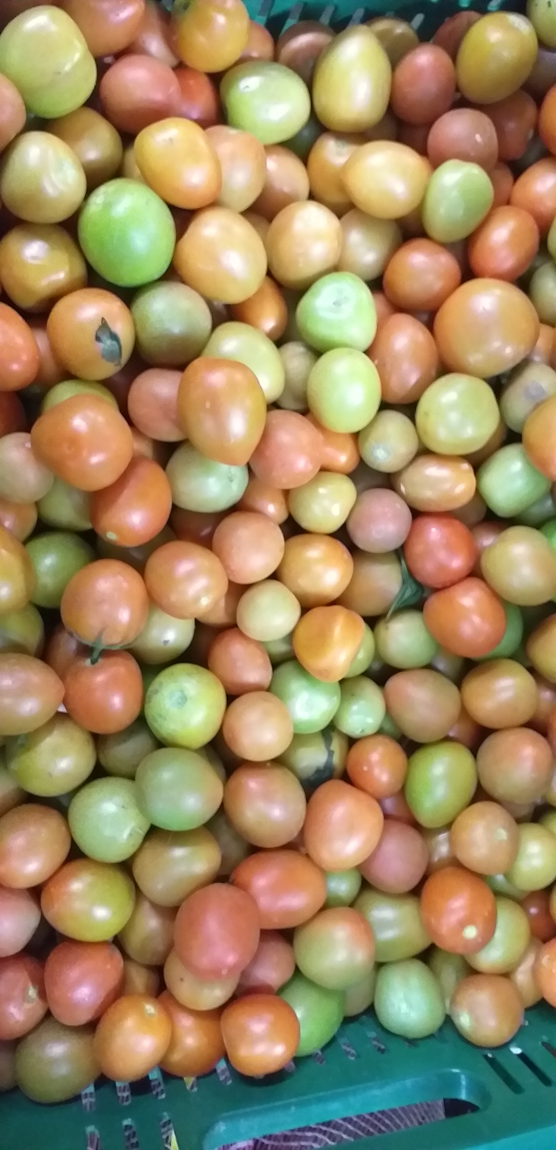 Tomate chonto parejo