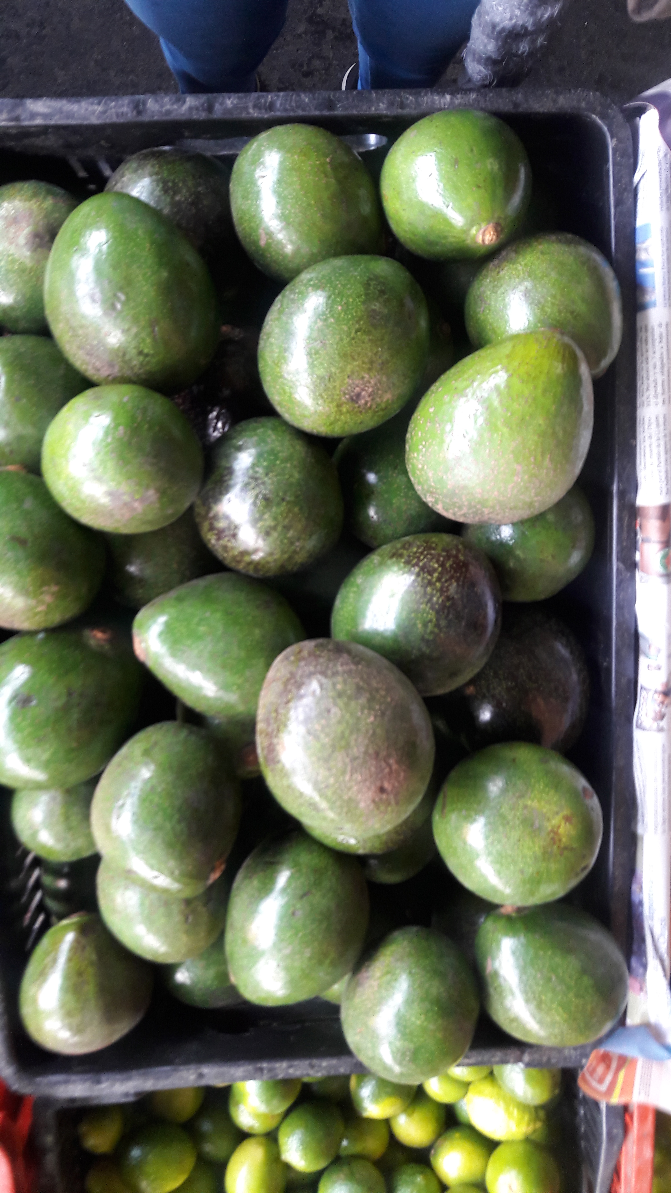 Aguacate Colin