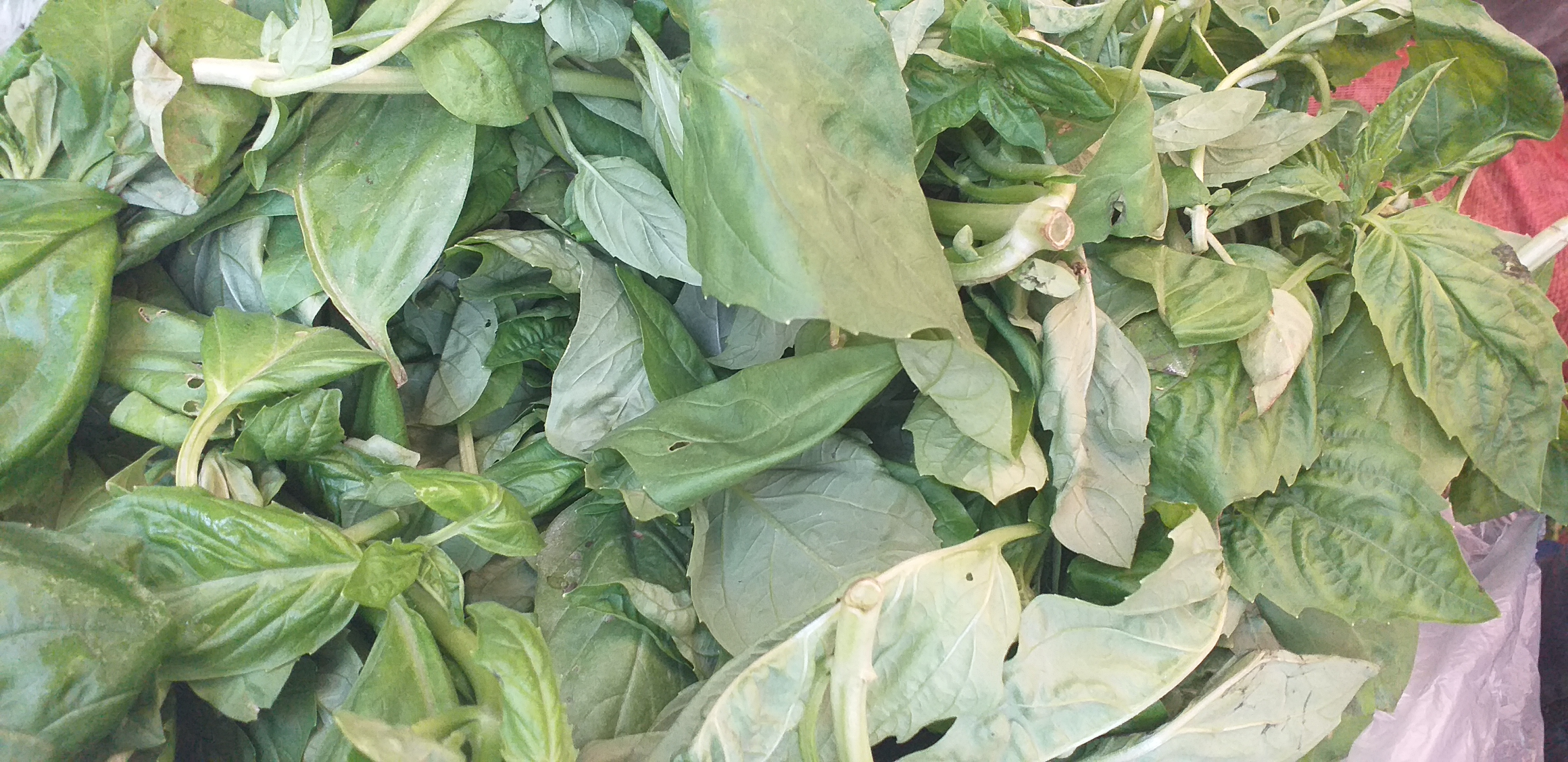 Albahaca