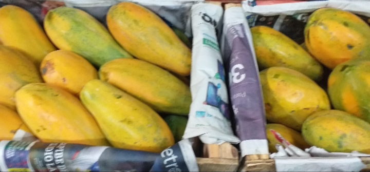Papaya tainung