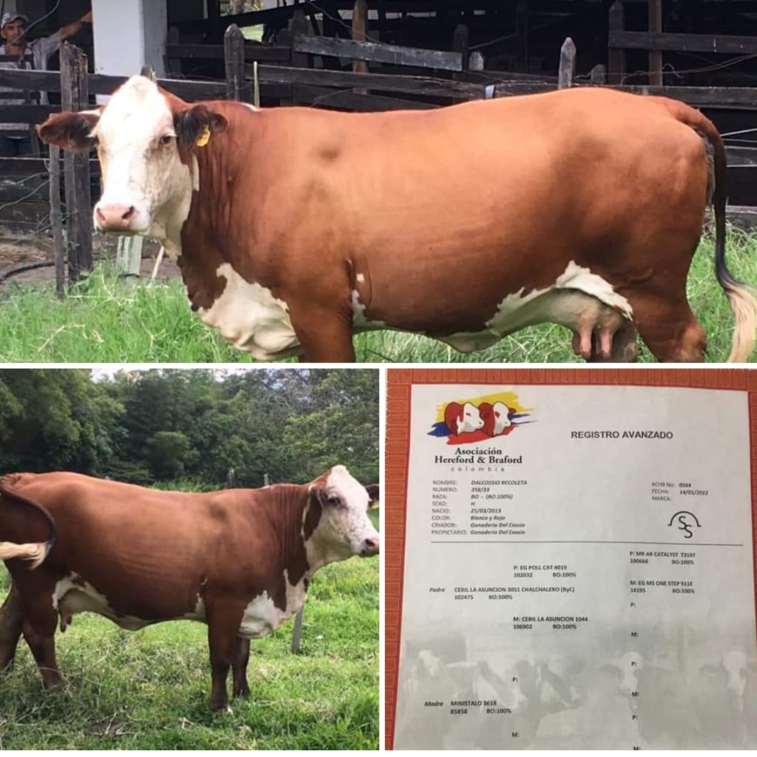 Vaca Raza Braford 8 meses preñez/ ganado