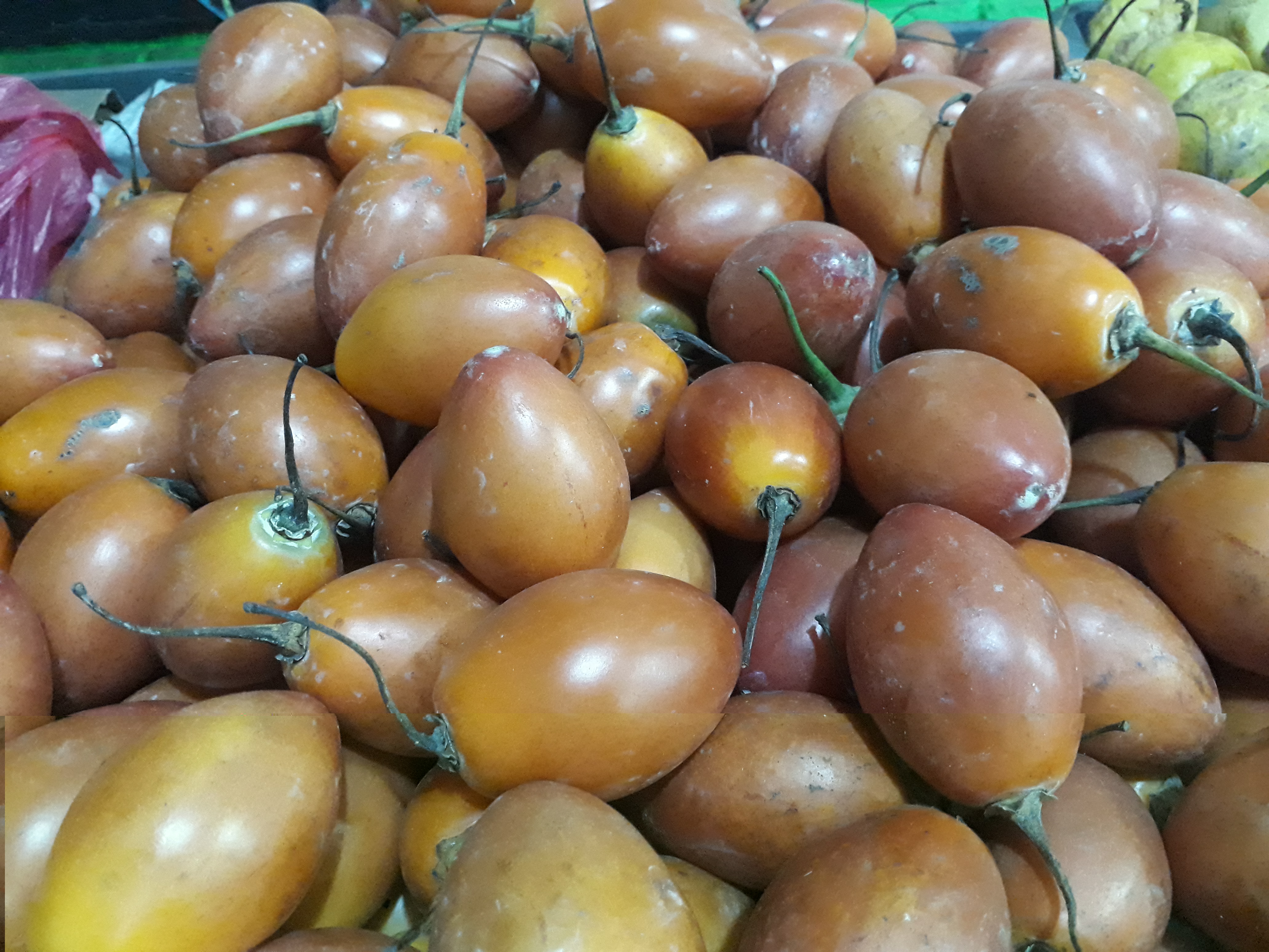 Tomate de árbol