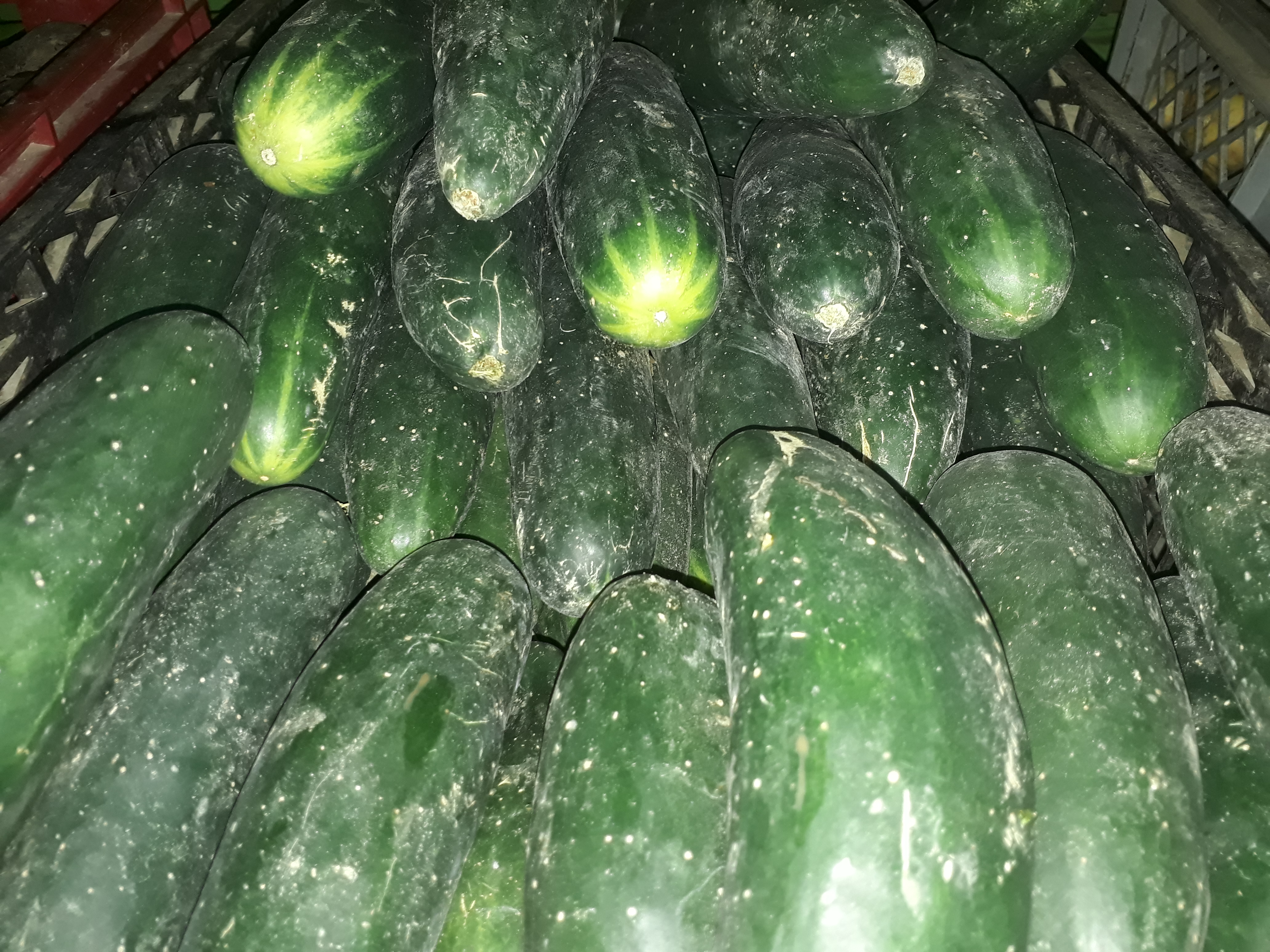 Pimenton
