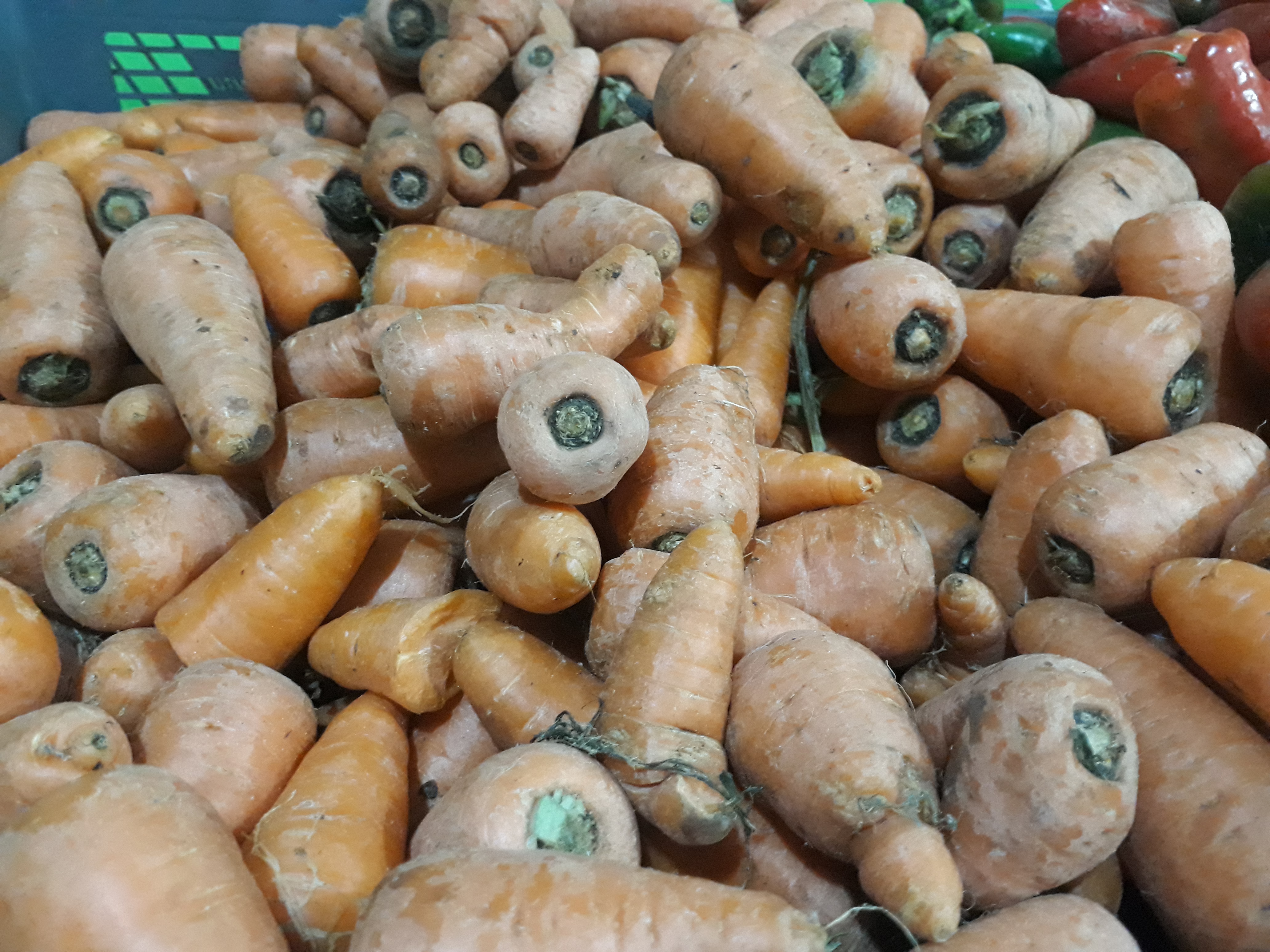 Zanahorias