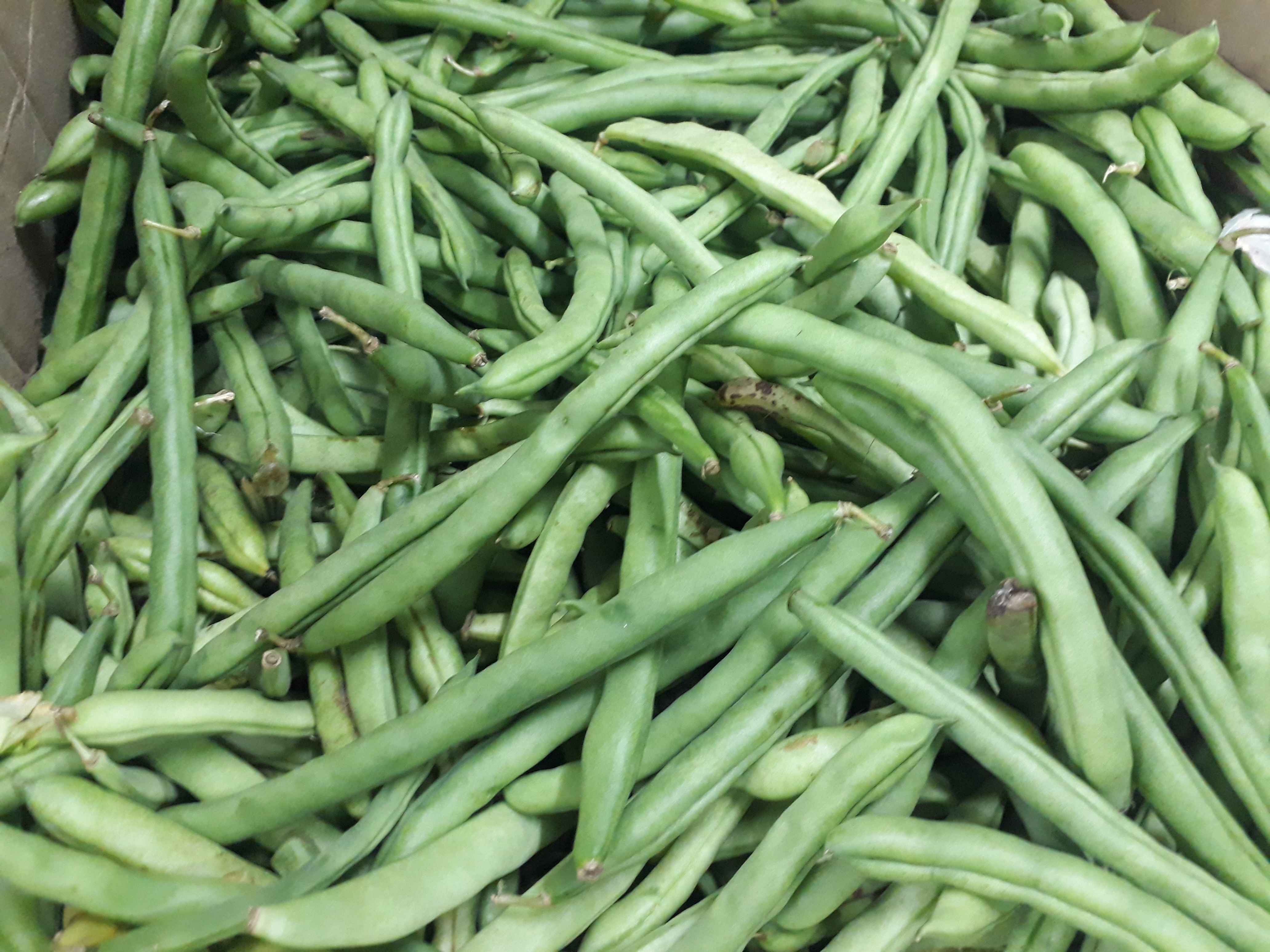 Habichuela