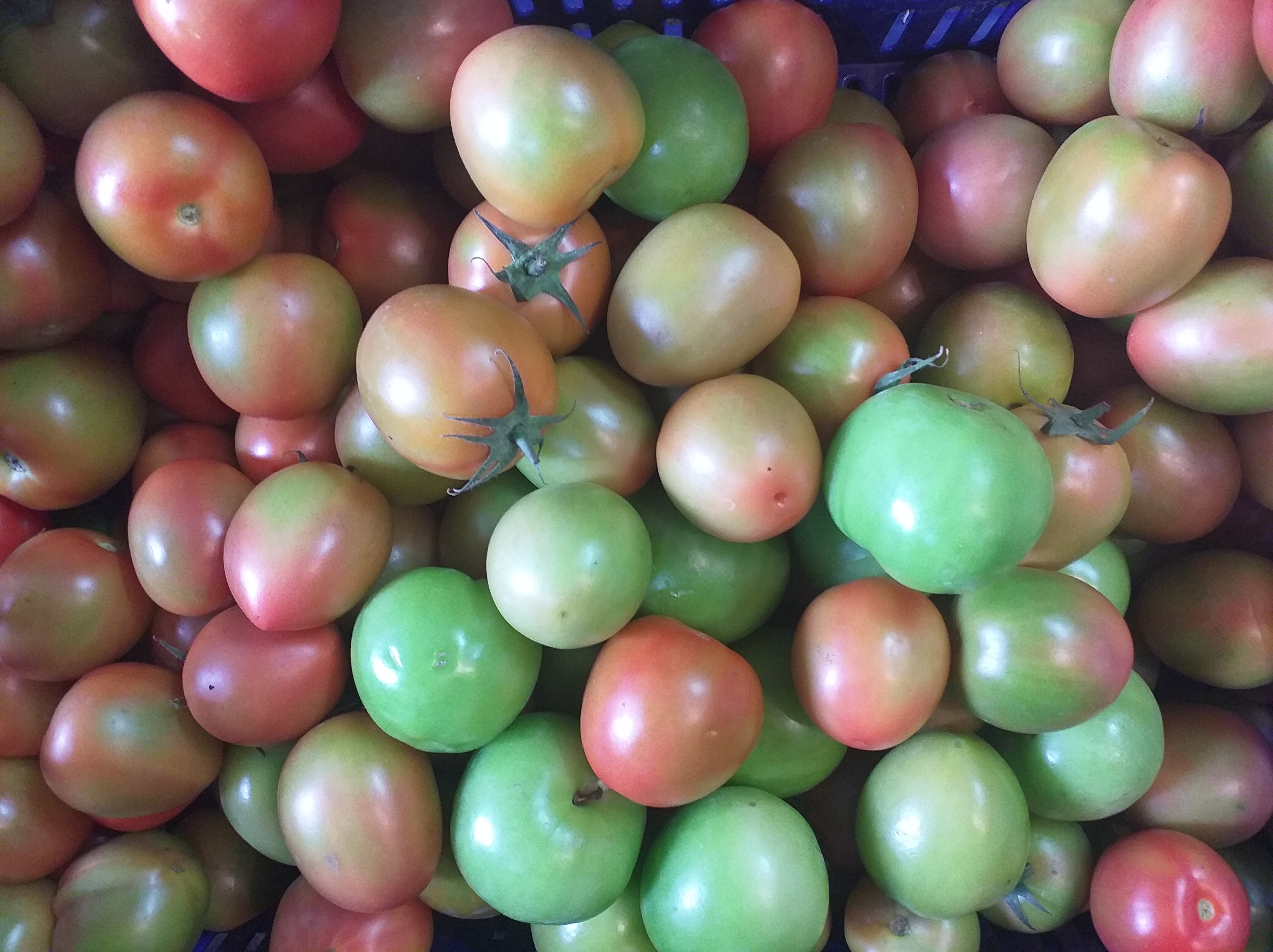 Tomate parejo