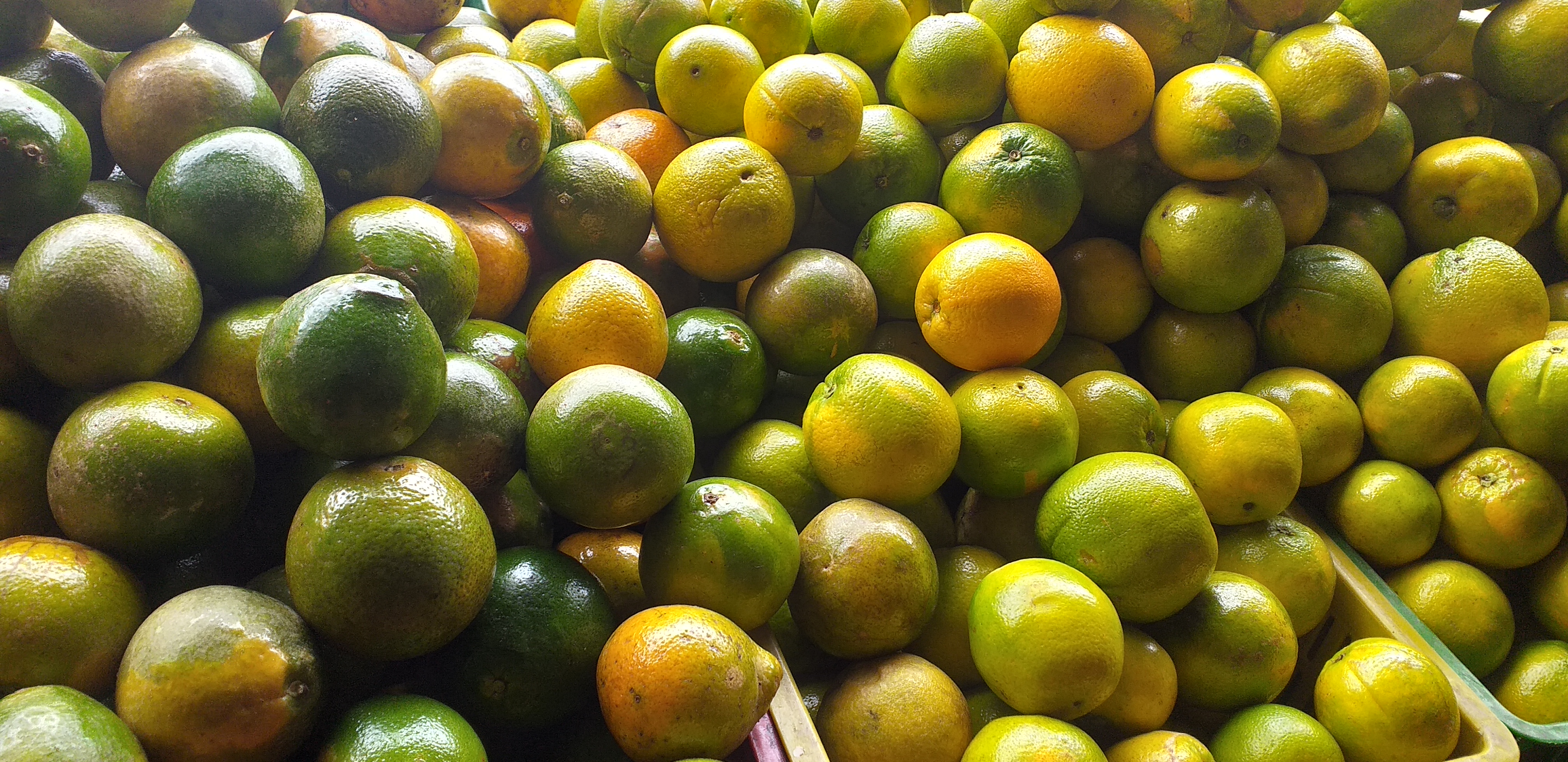 Naranja washinton