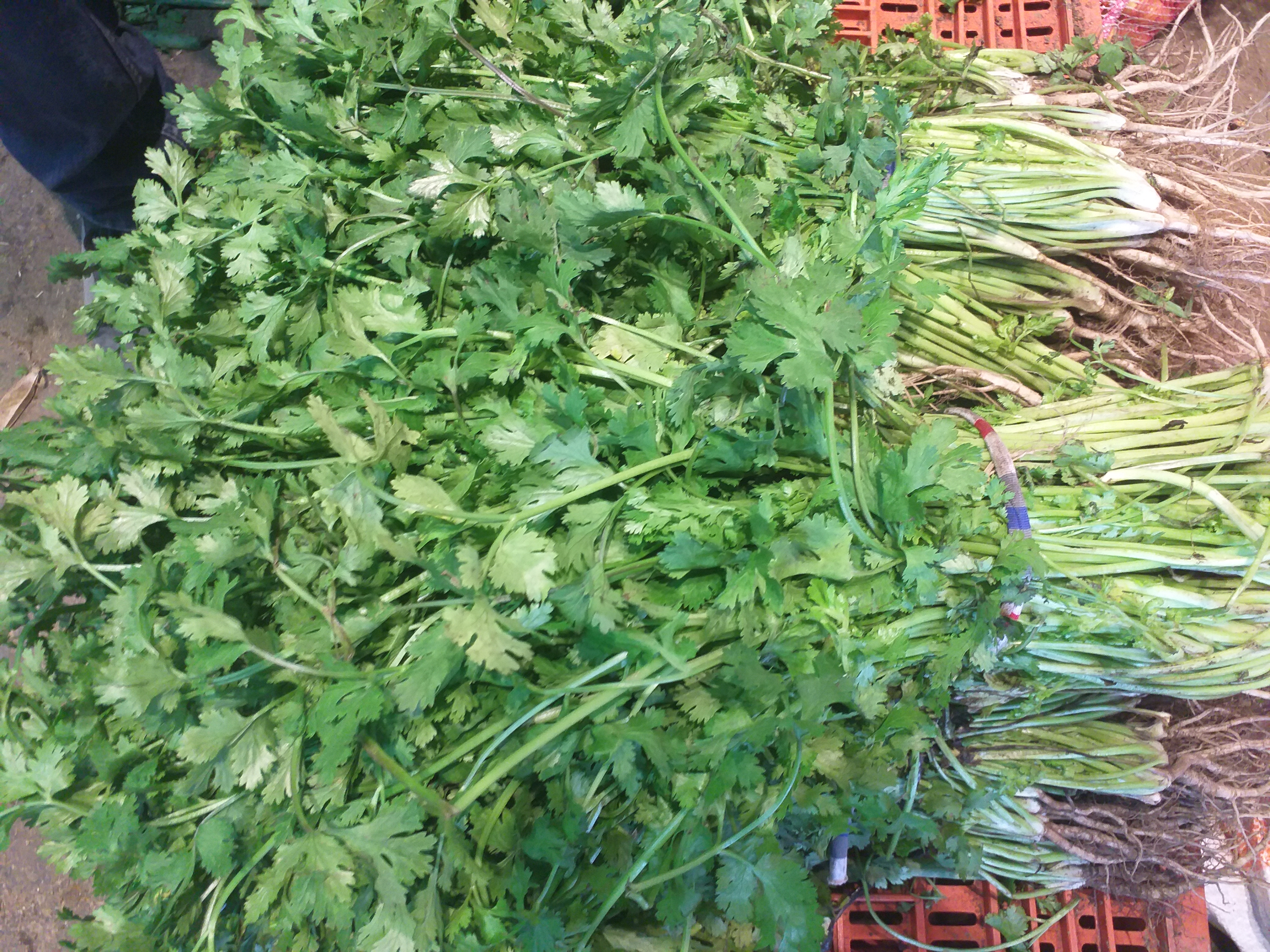 Cilantro en manojos