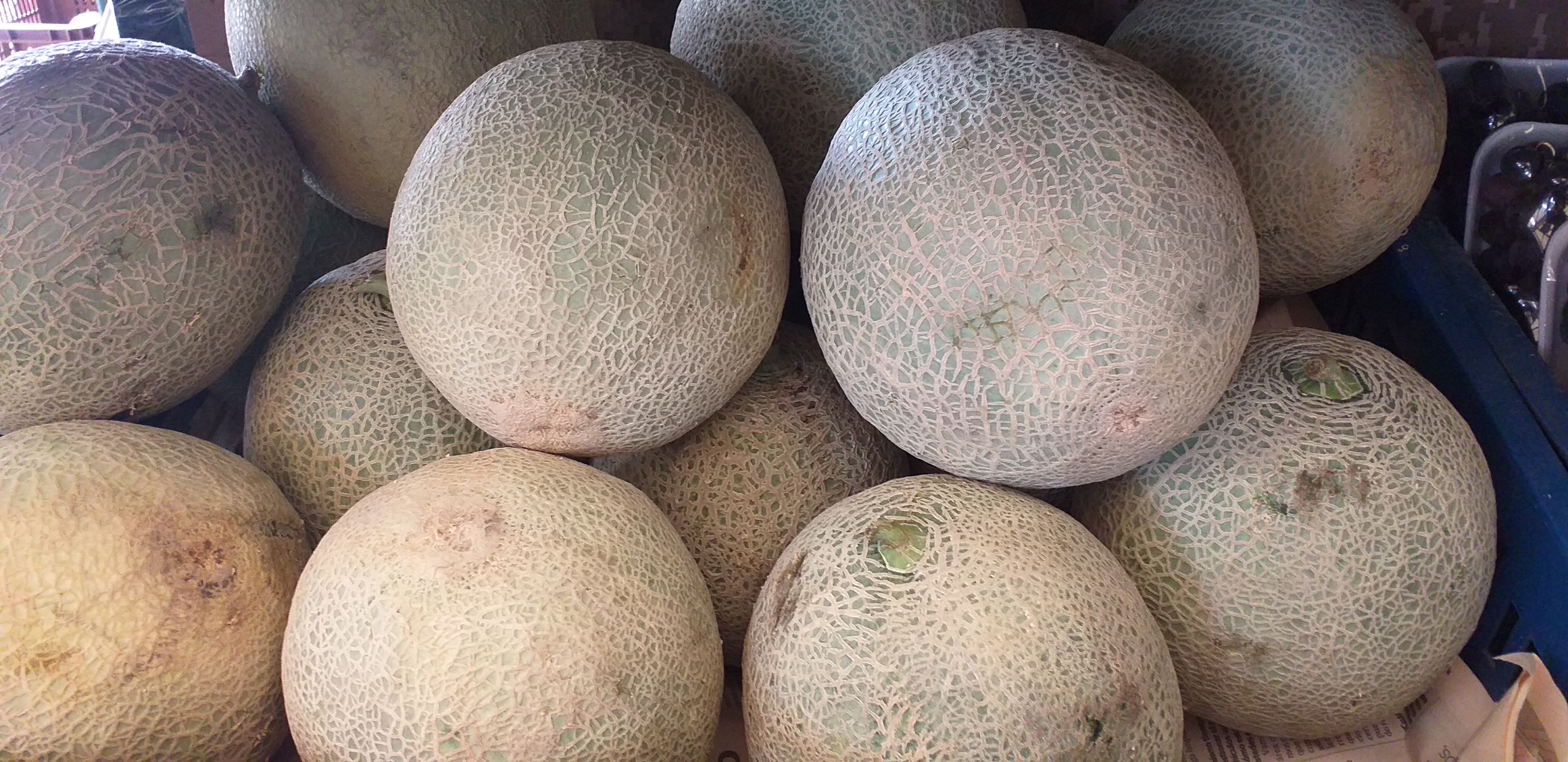 Melon
