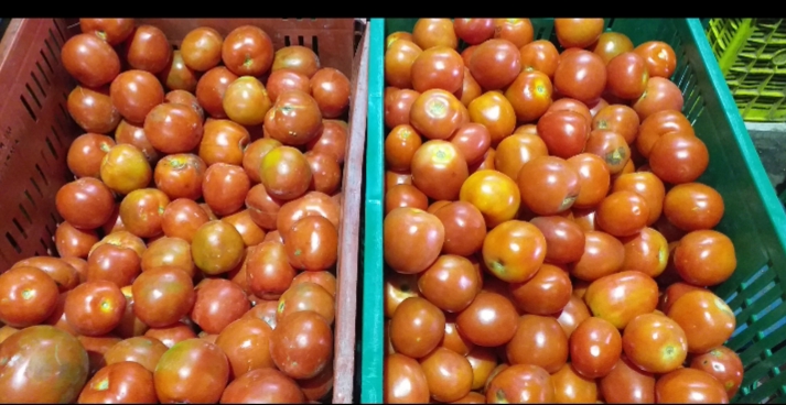 Tomate chonto
