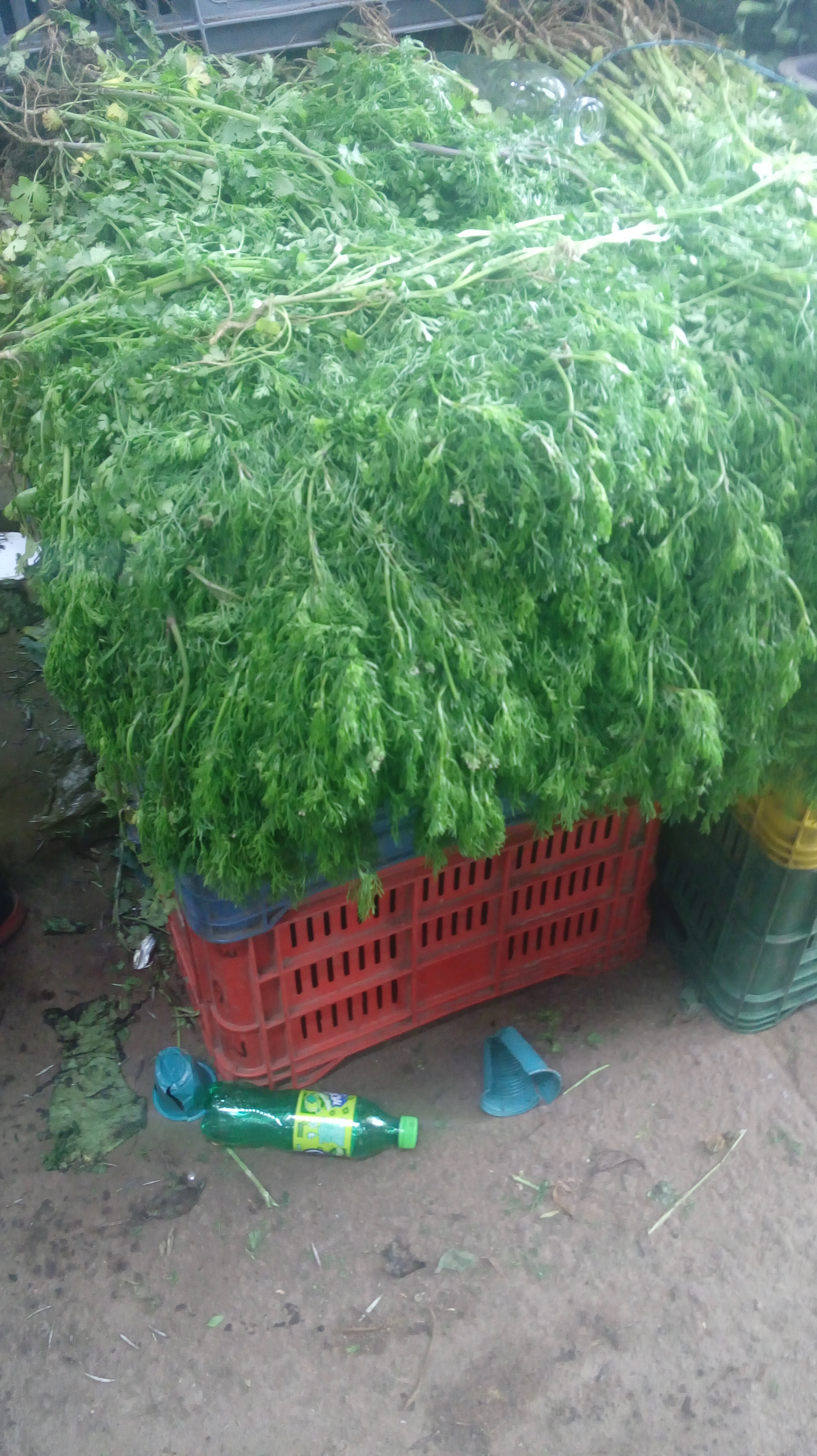 Cilantro