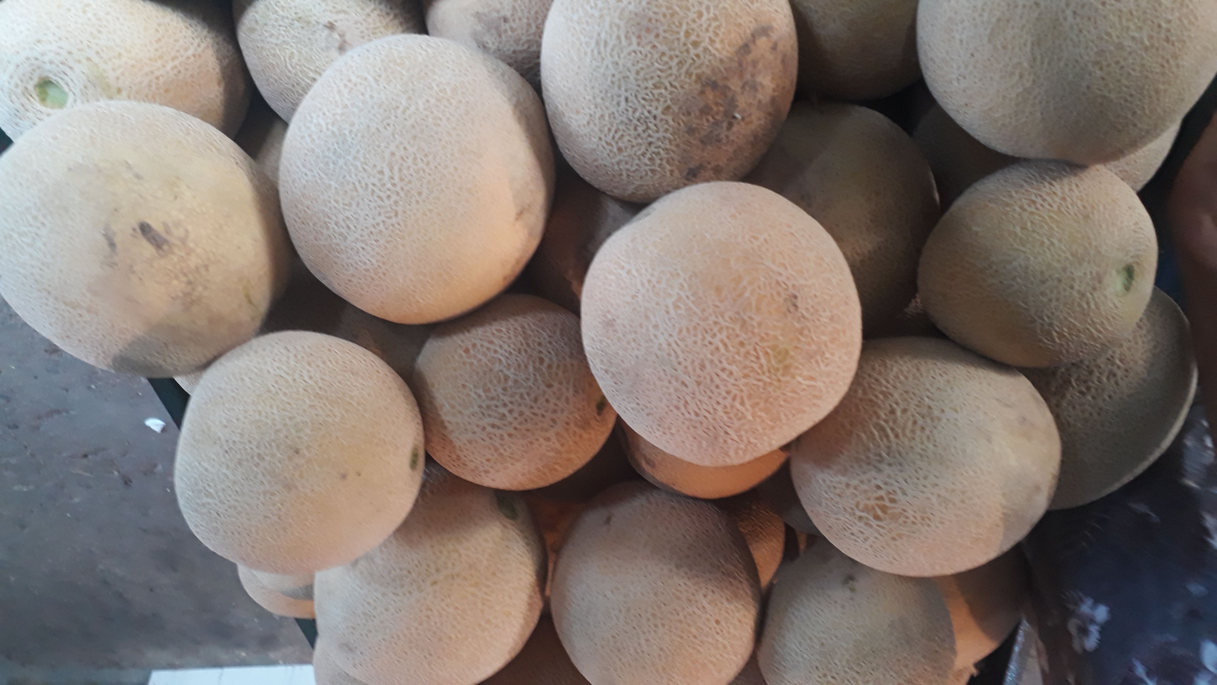 Melón