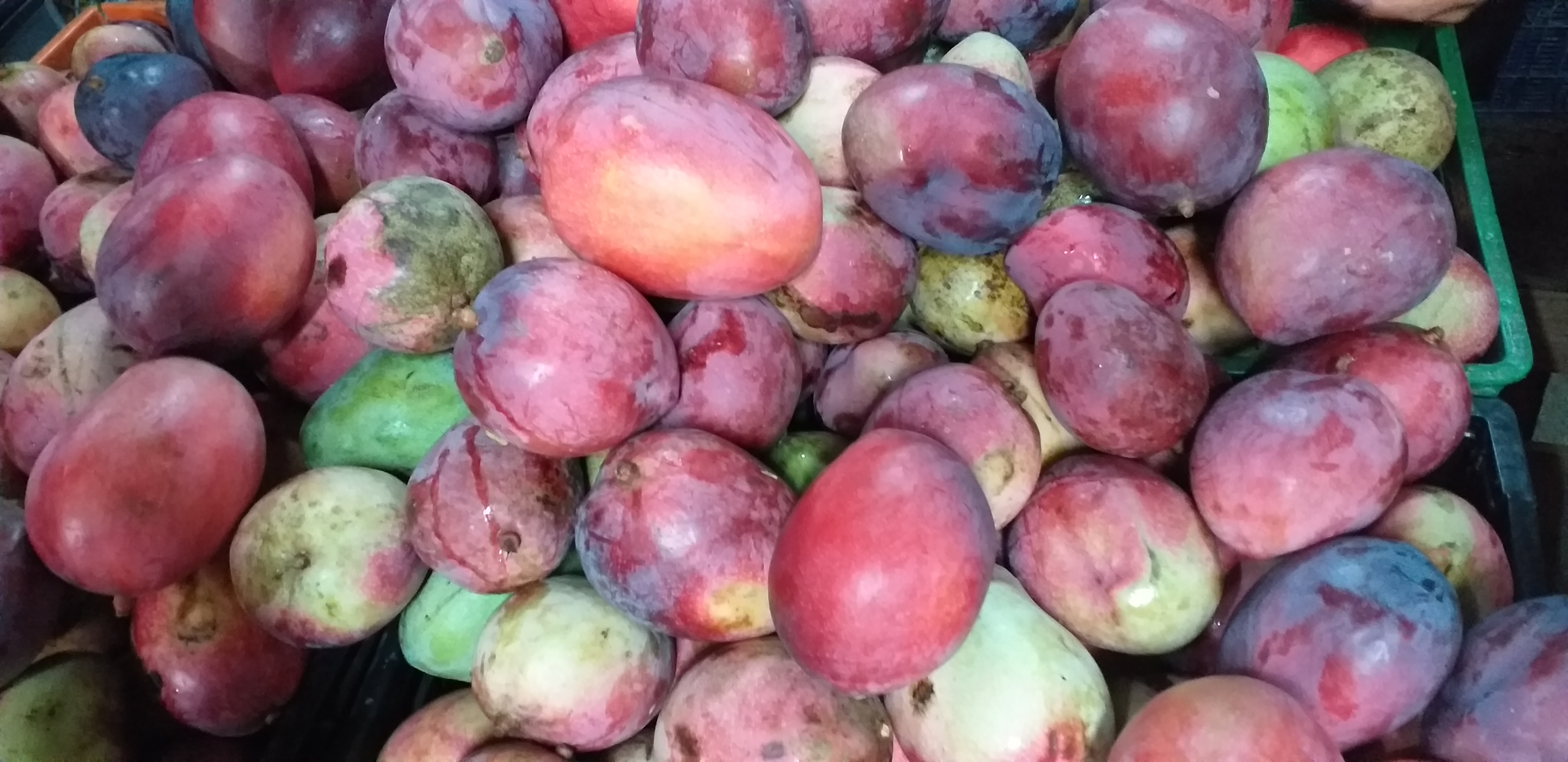 Mango yulima