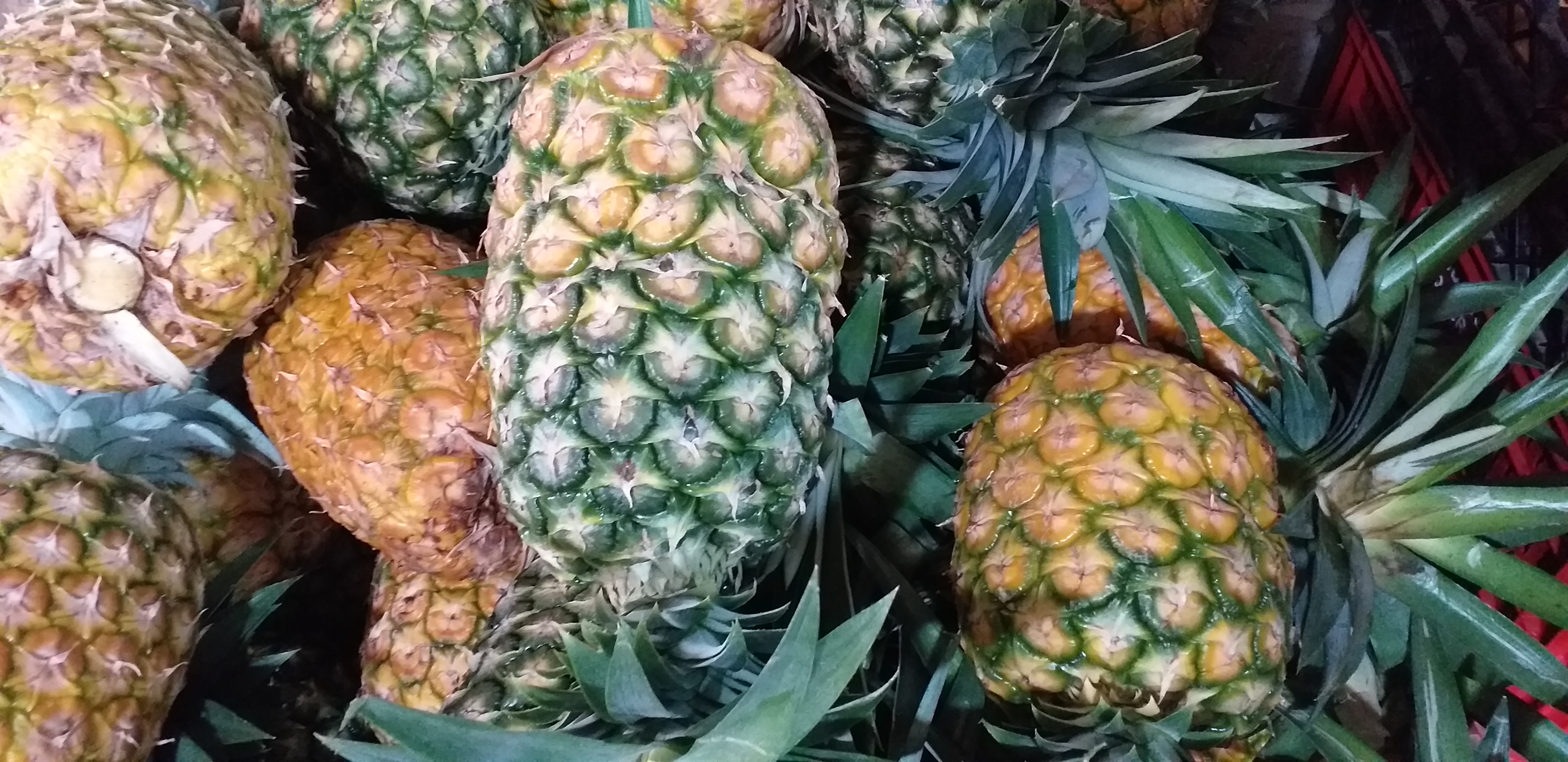 Piña oromiel