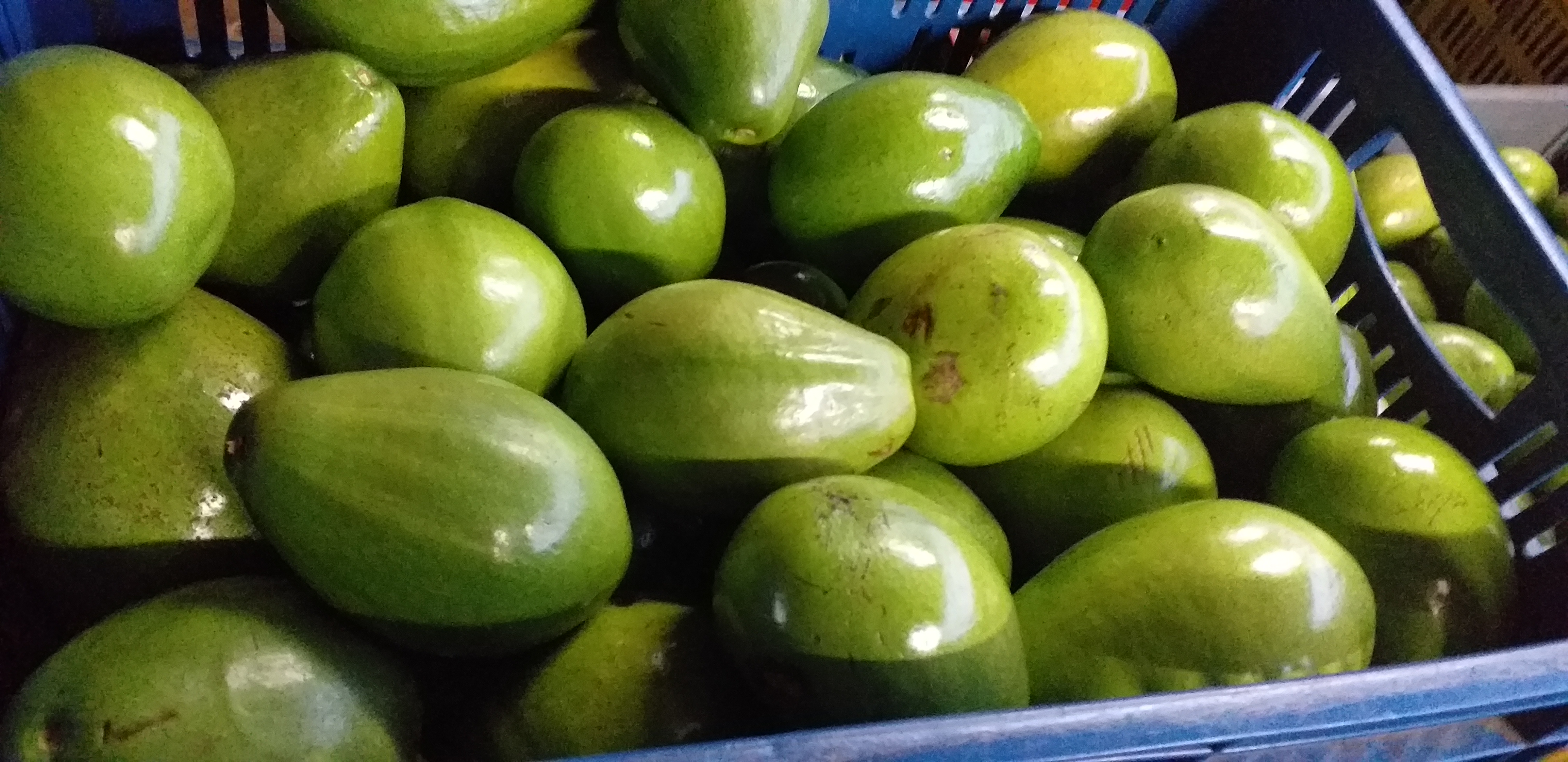 Aguacate papelillo