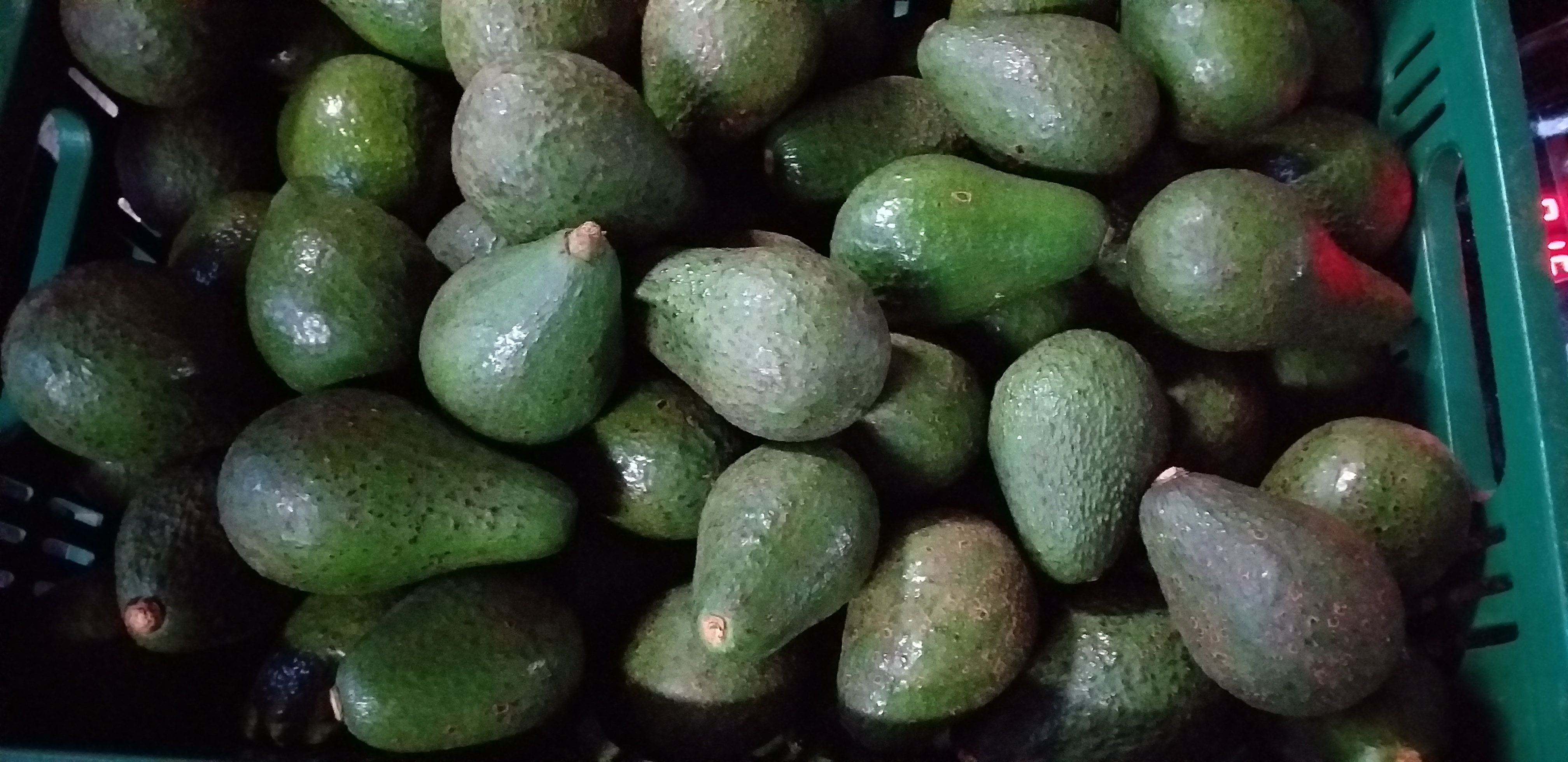 Aguacate edranol