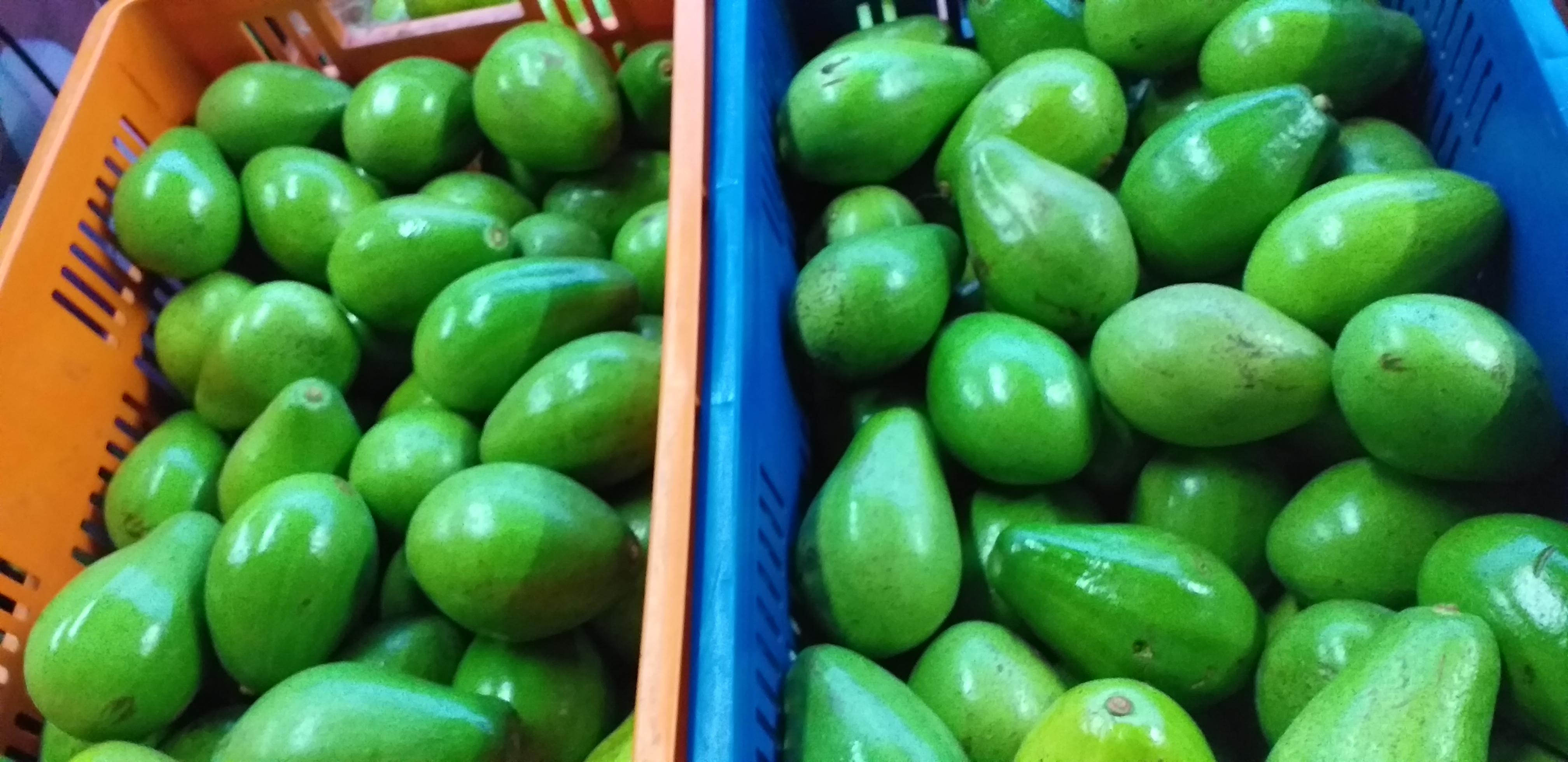 Aguacate papelillo de 2da