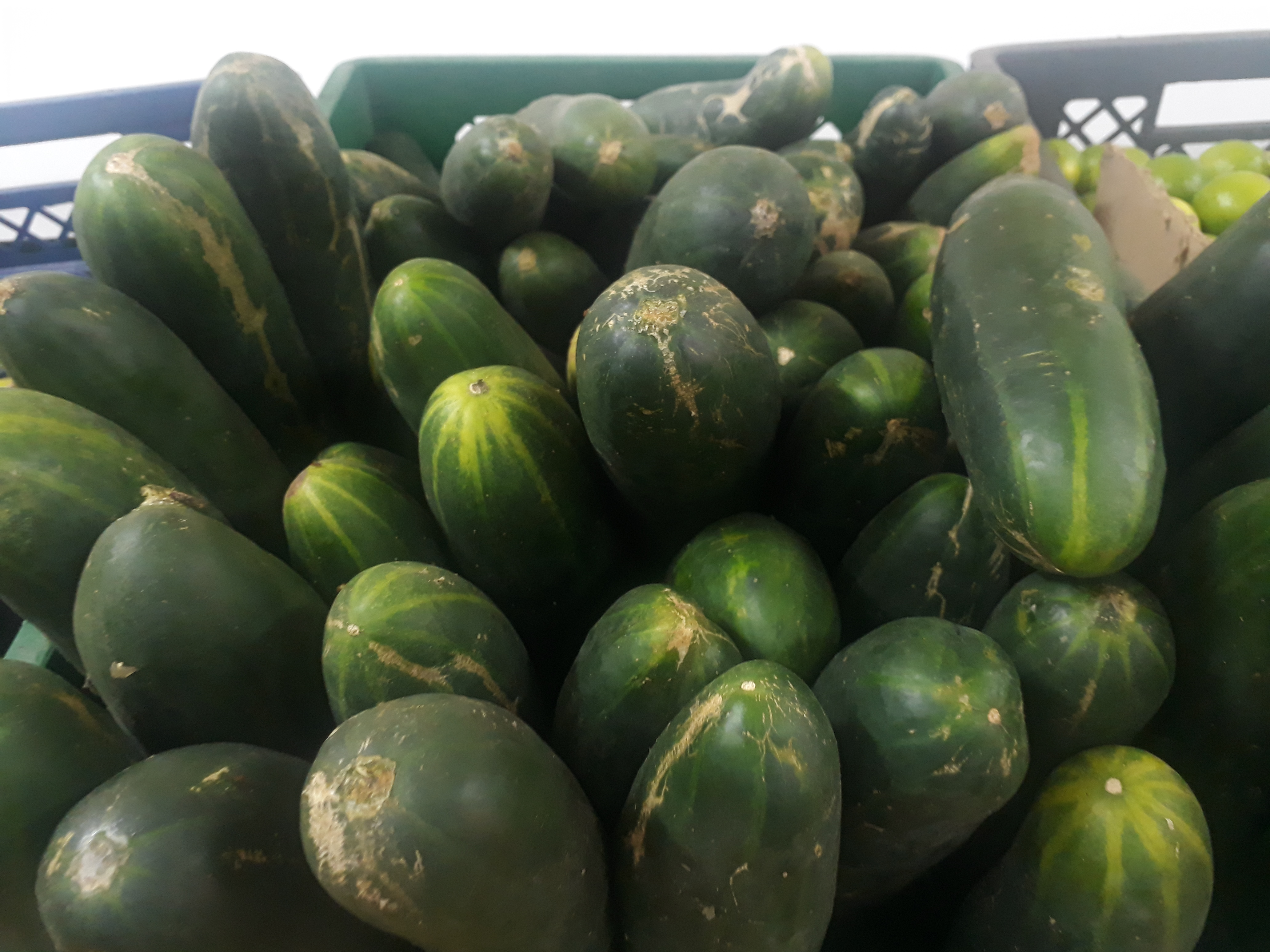 Pepino