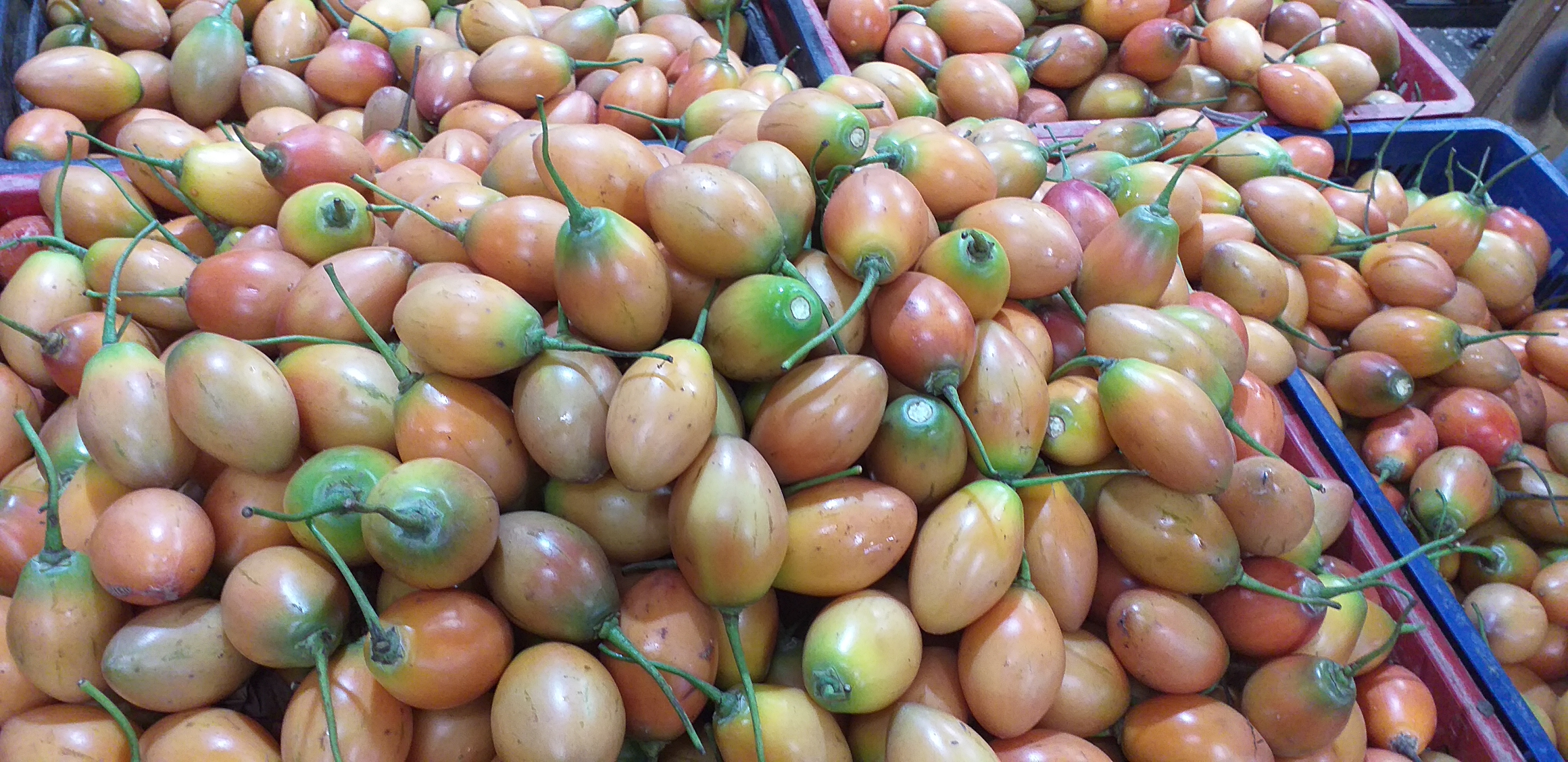 Tomate de arbol