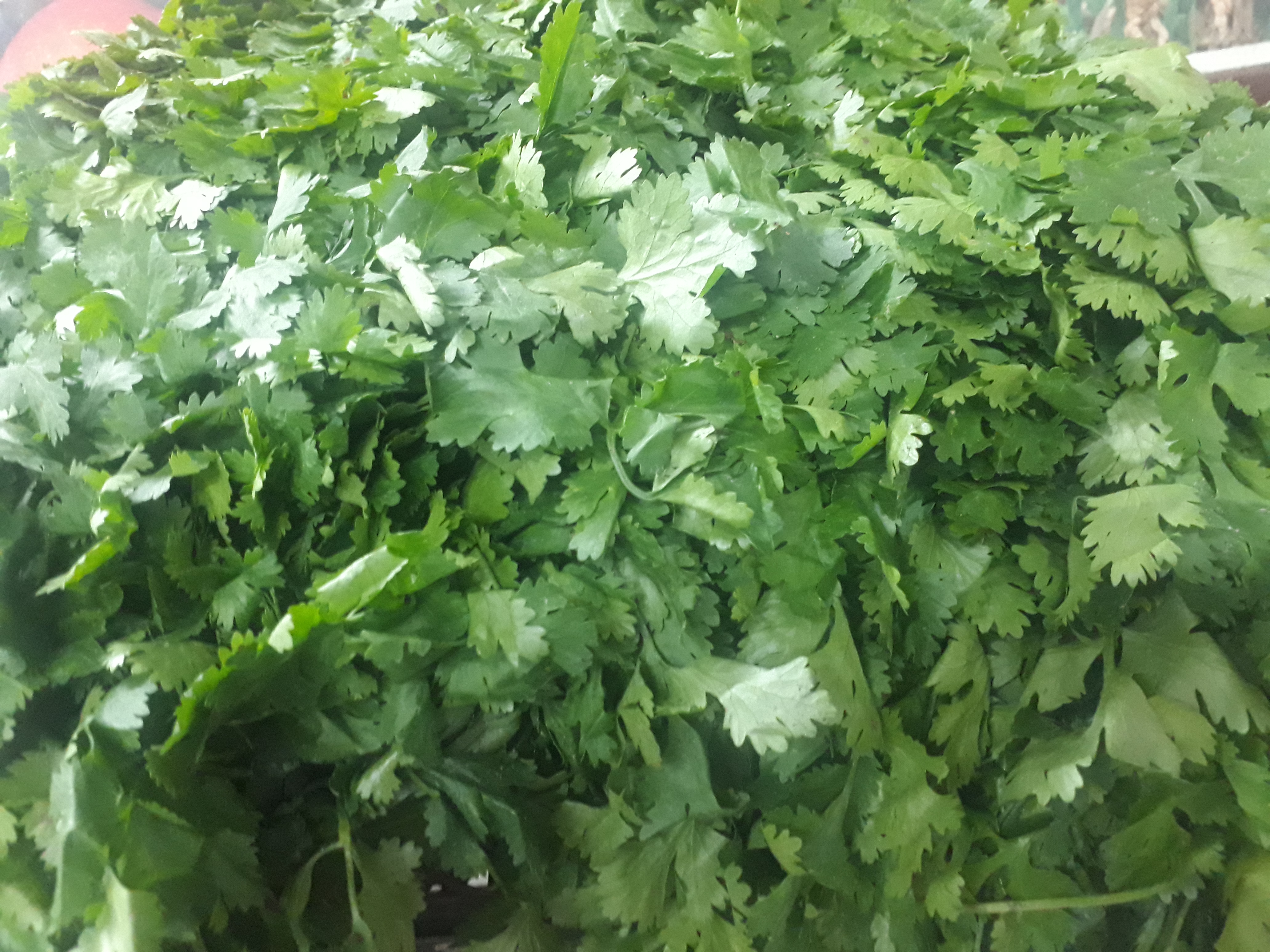 Cilantro