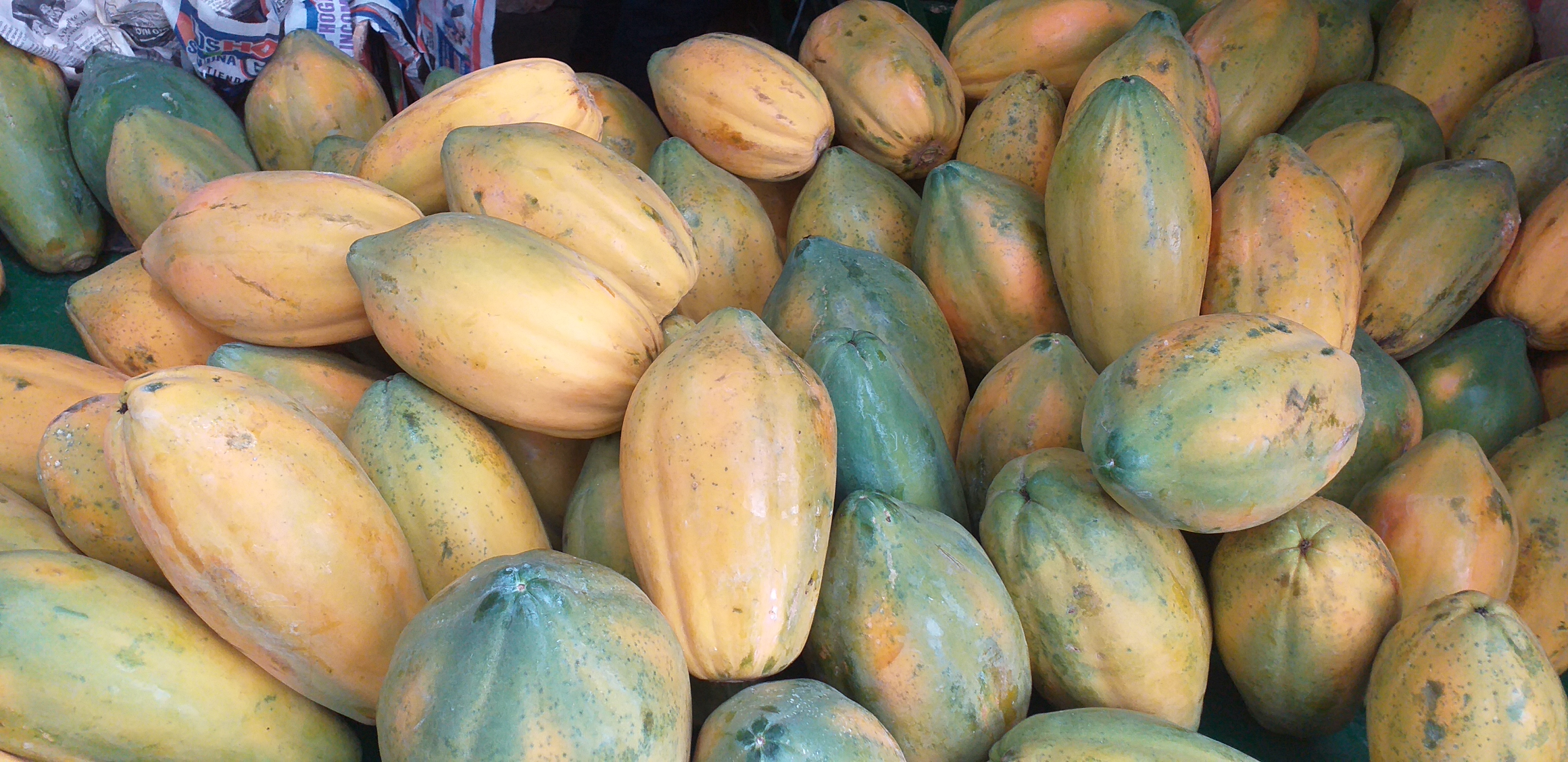 Papaya costeña tainung