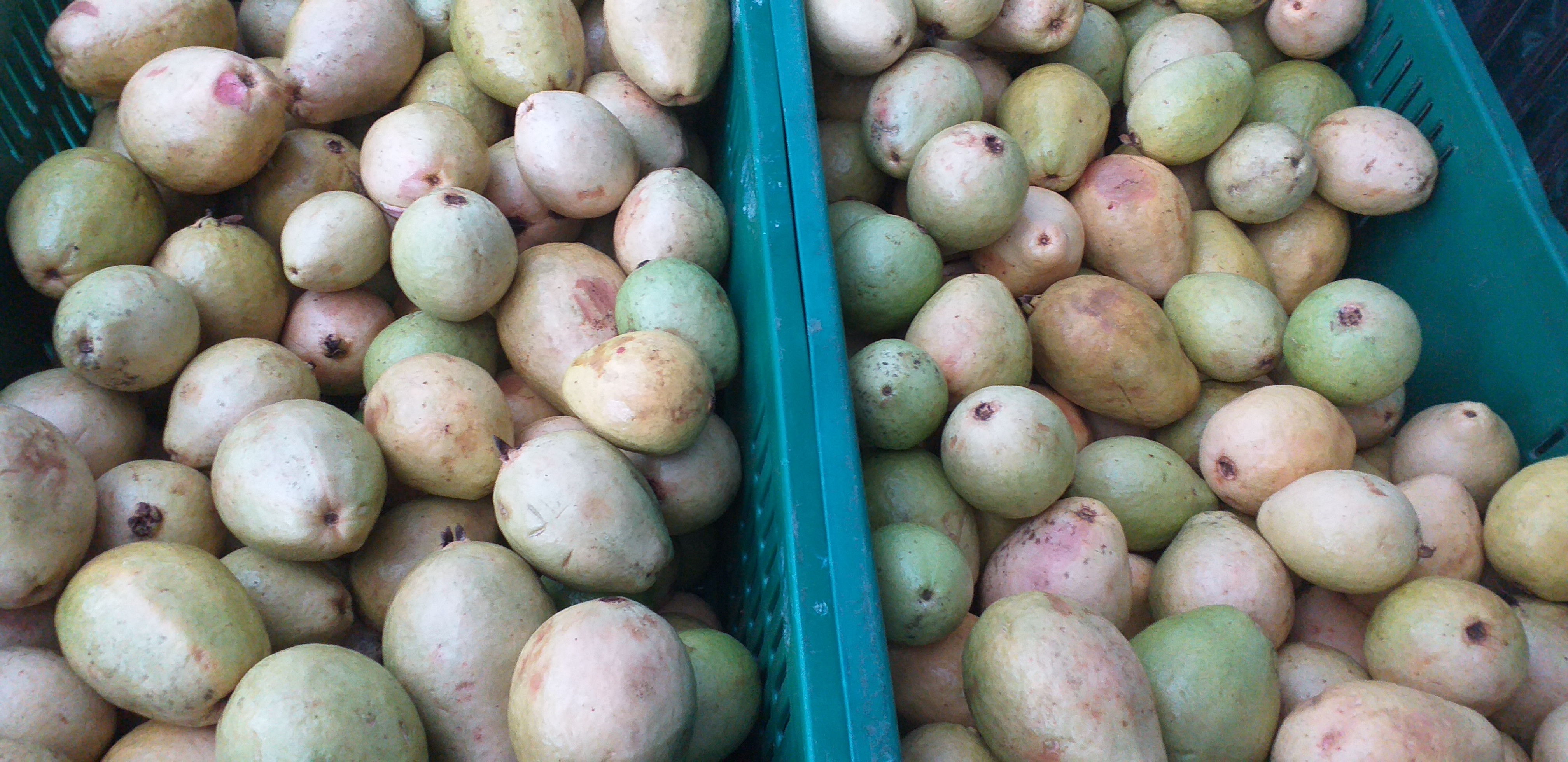 Guayaba pera