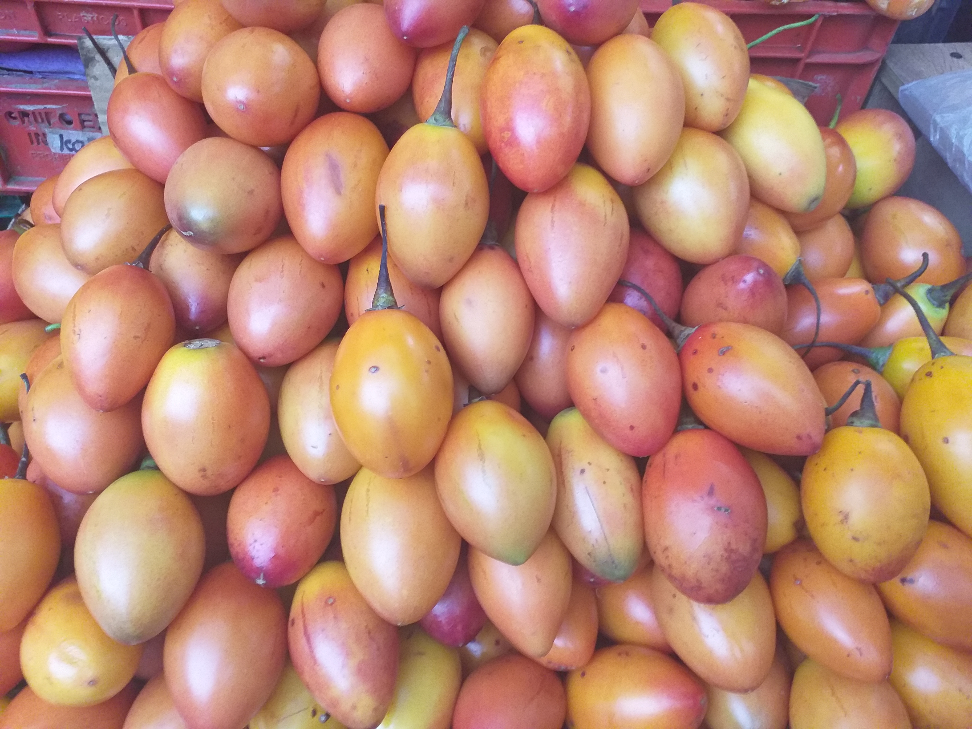 Tomate de arbol