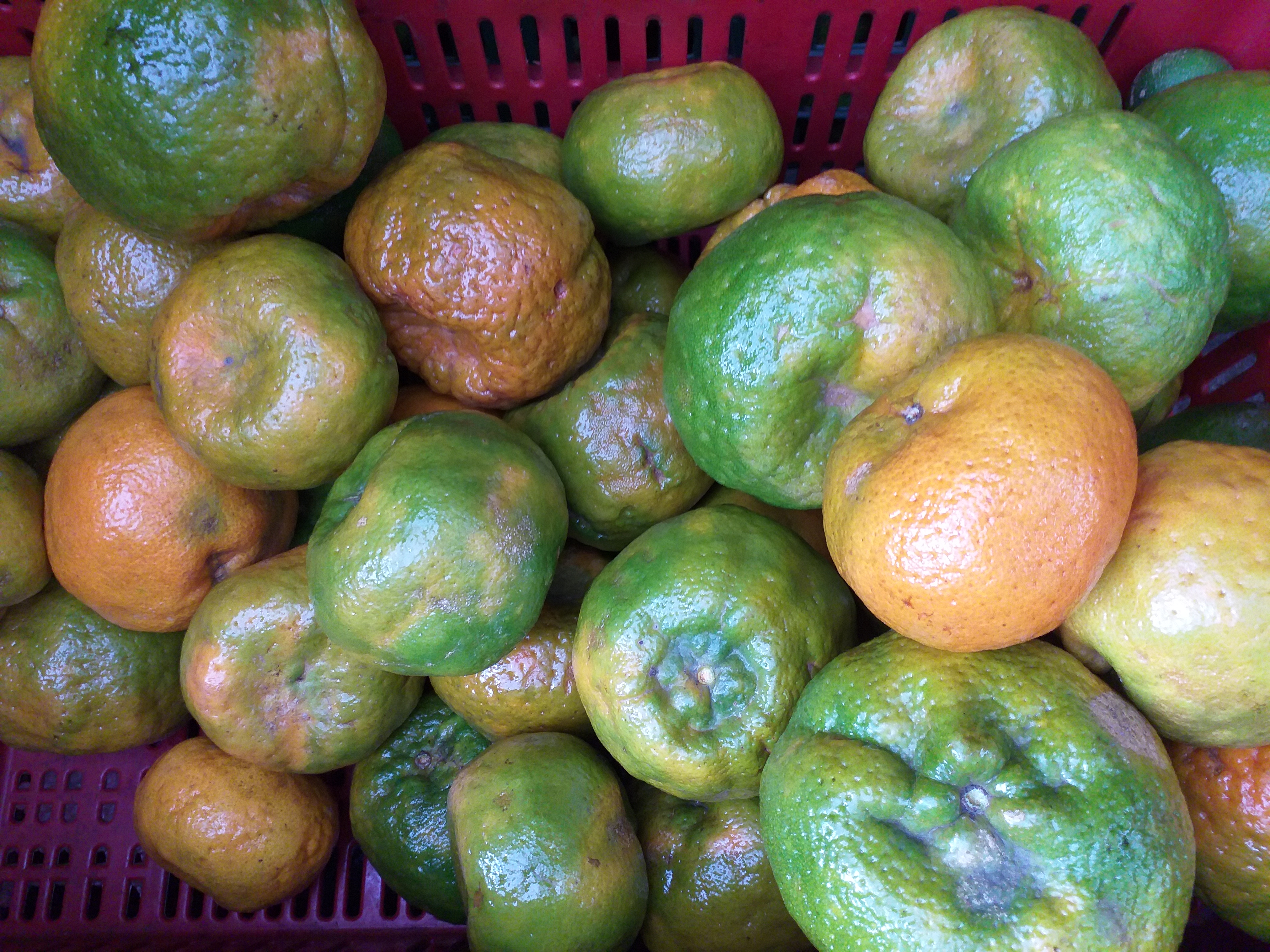 Mandarina oneca