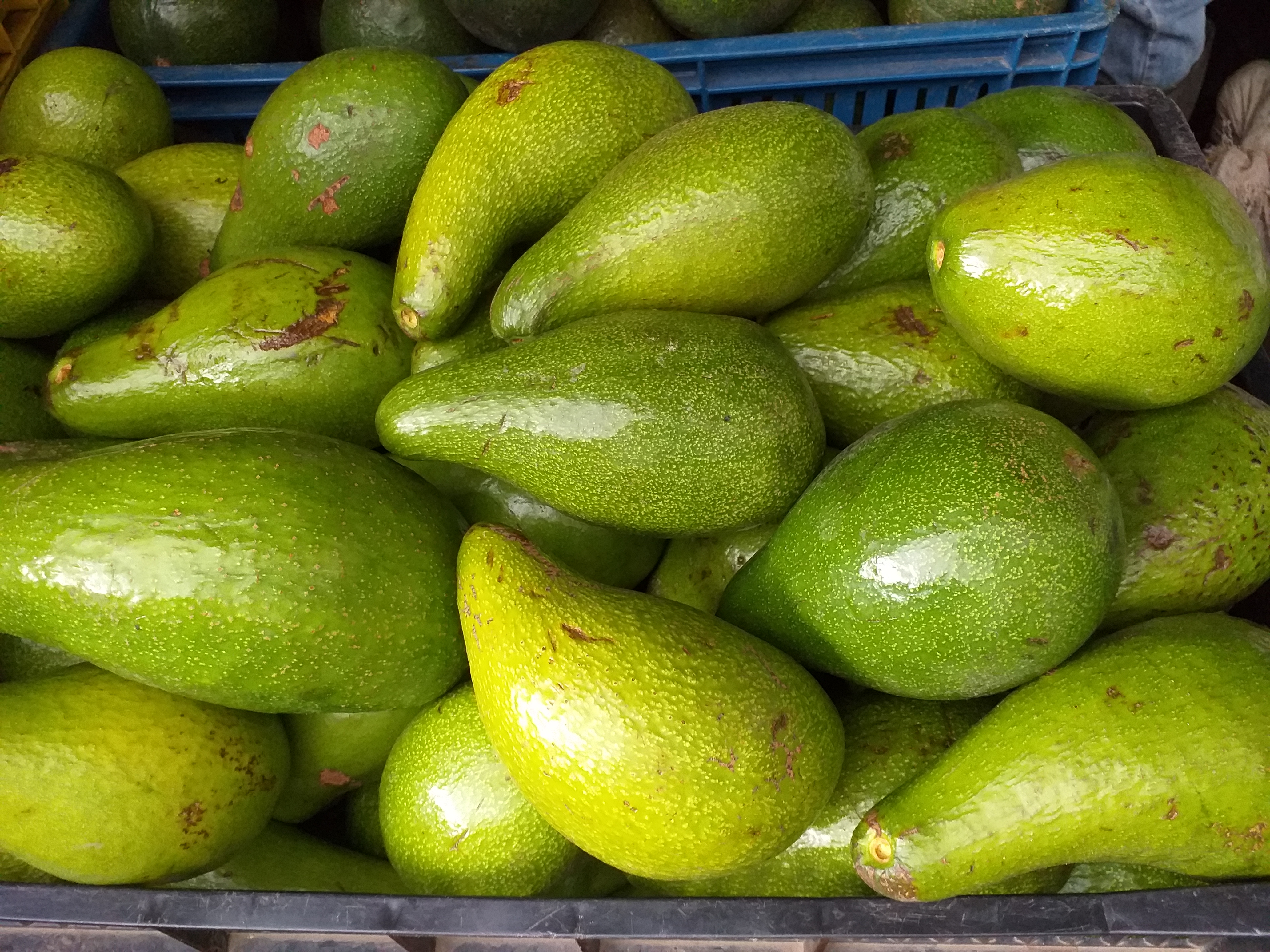 Aguacate tipo criollo
