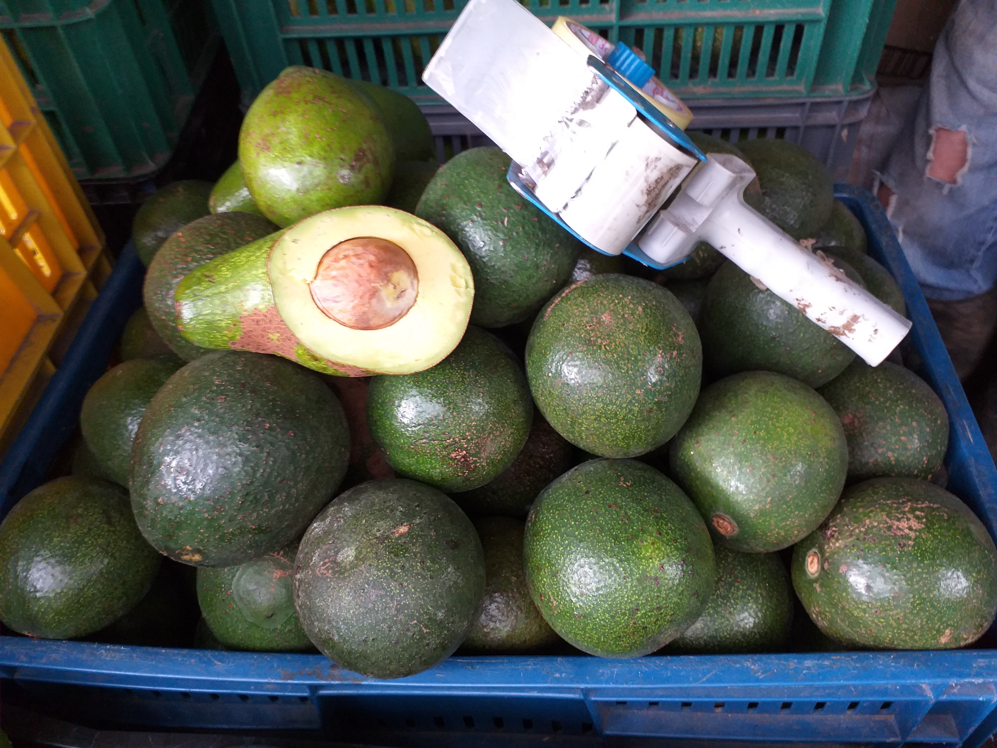 Aguacate tipo collins
