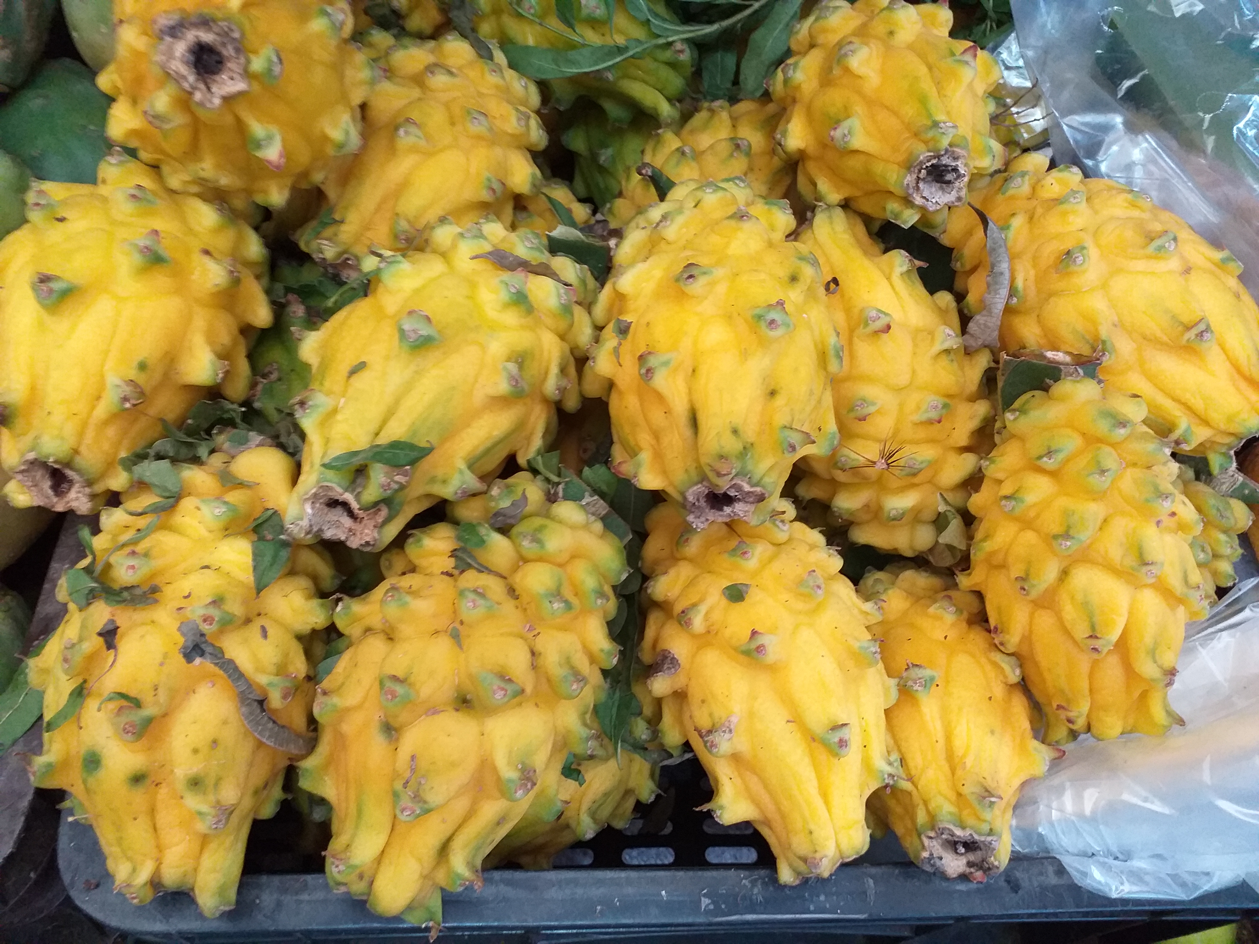 Pitaya