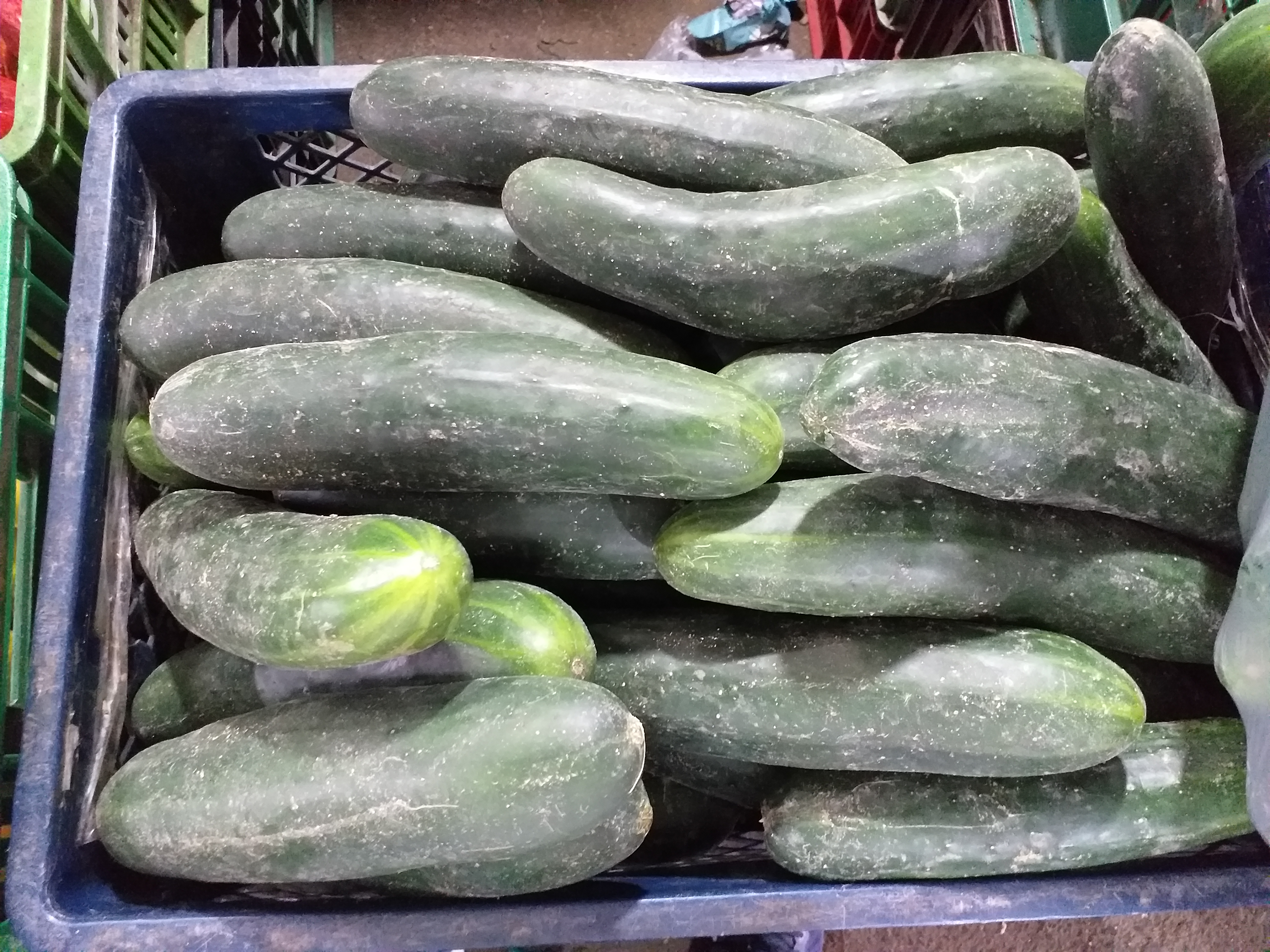 Pepino cohombro