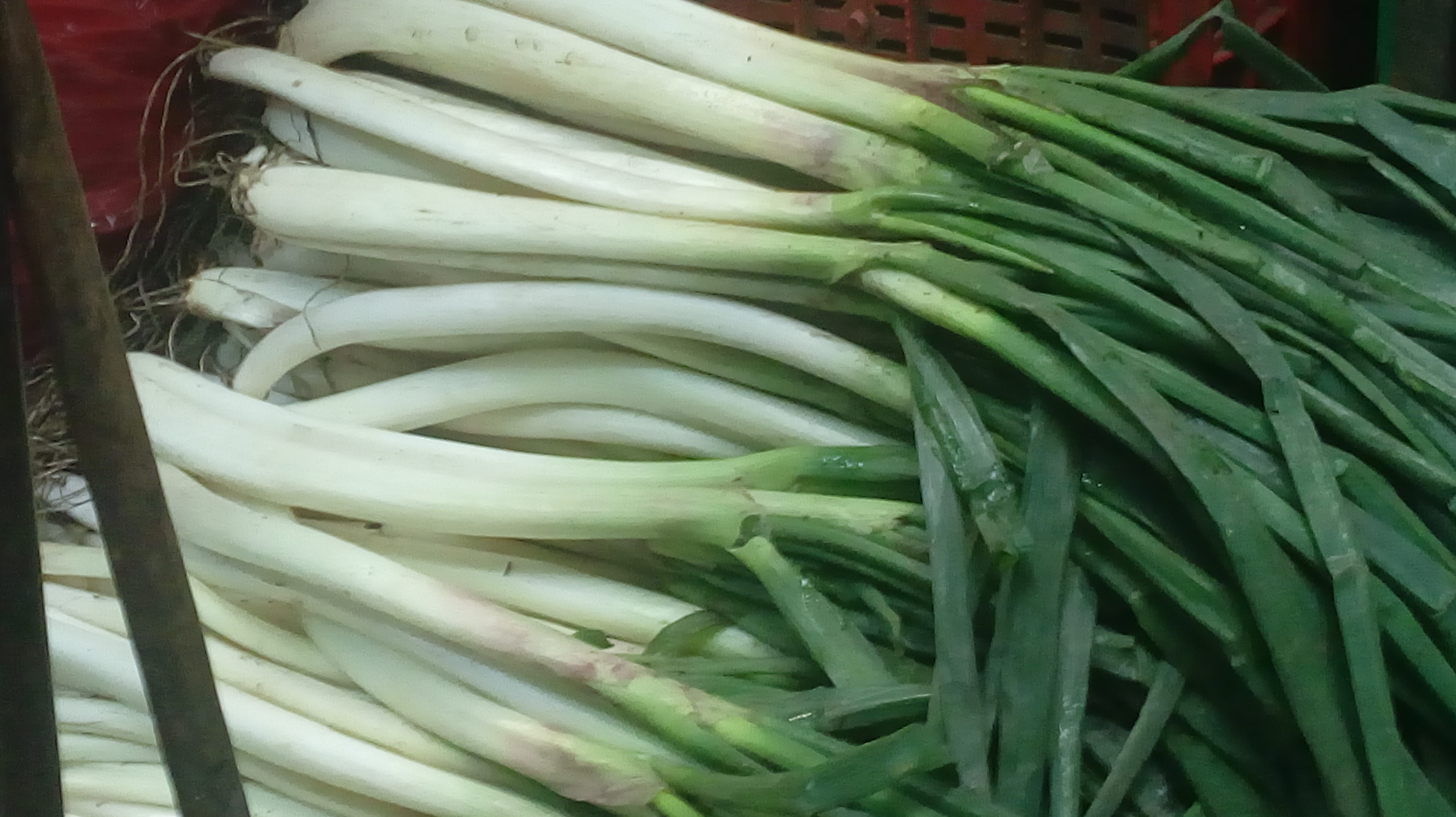 Cebolla larga