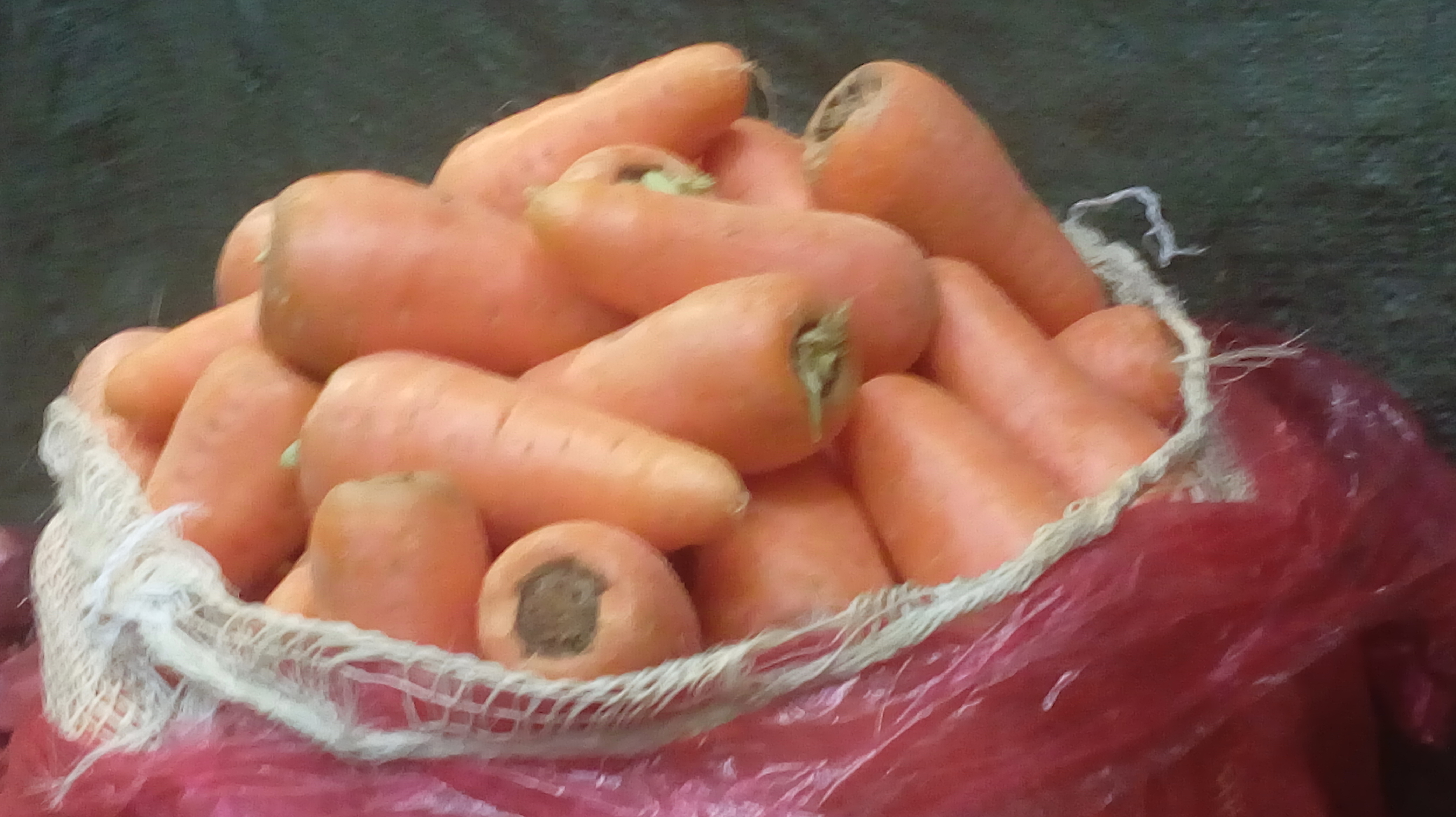 Zanahorias
